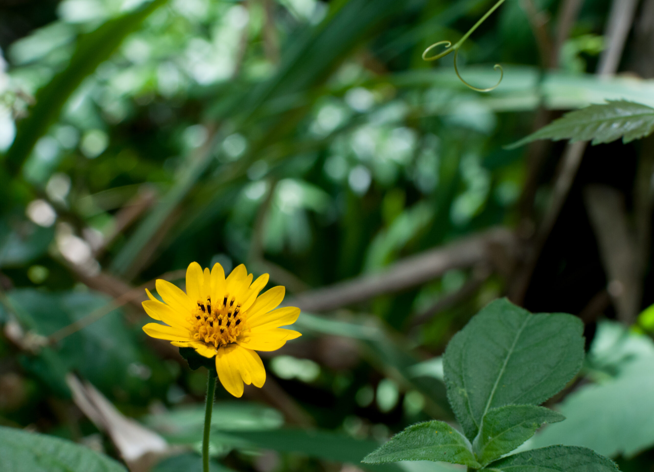 Probable Sphagneticola flower with three-lobed foliage on Margarita Island, Venezuela