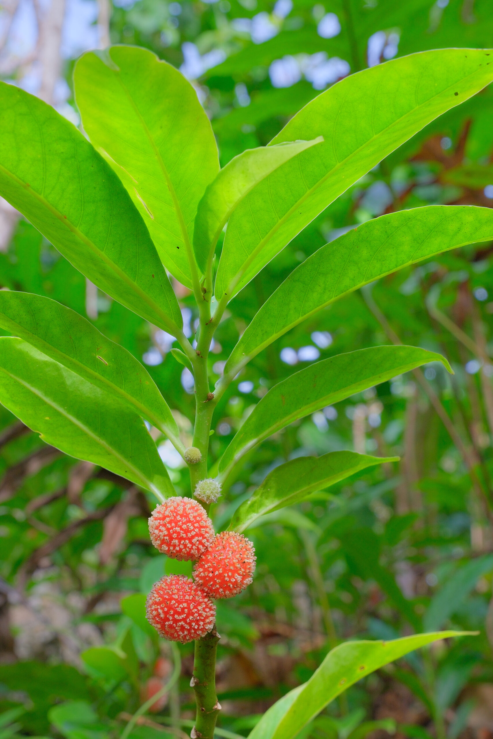 Procris pedunculata with fruit (Niue)