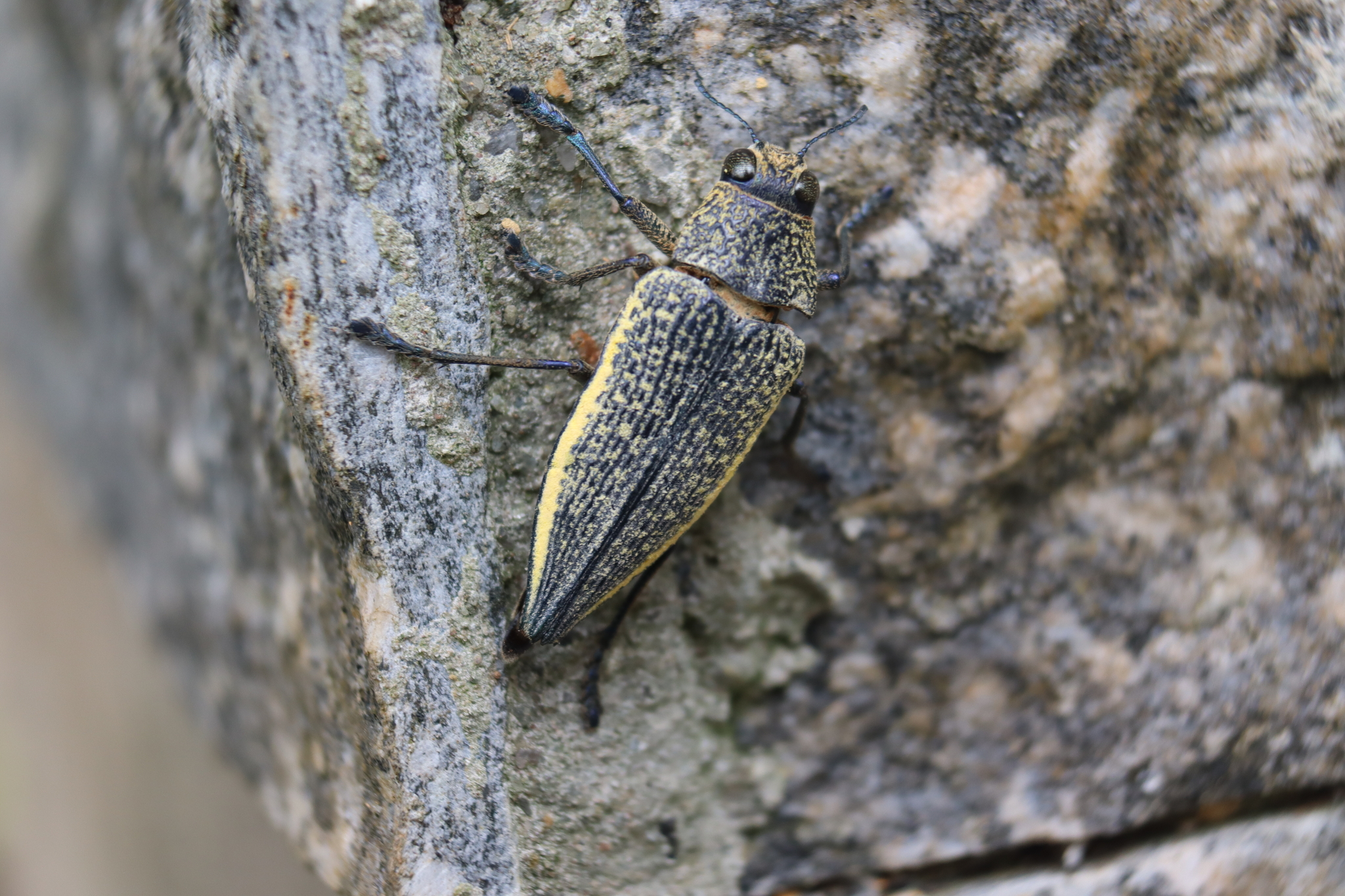 Psiloptera olivieri 236575610