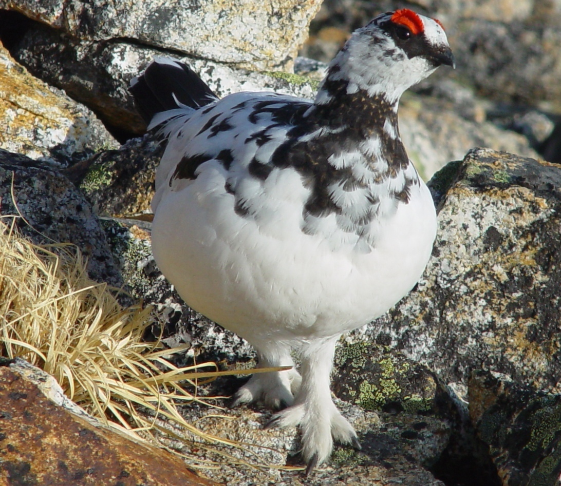 Ptarmigan Raicyo in Tsubakurodake 2003-4-27