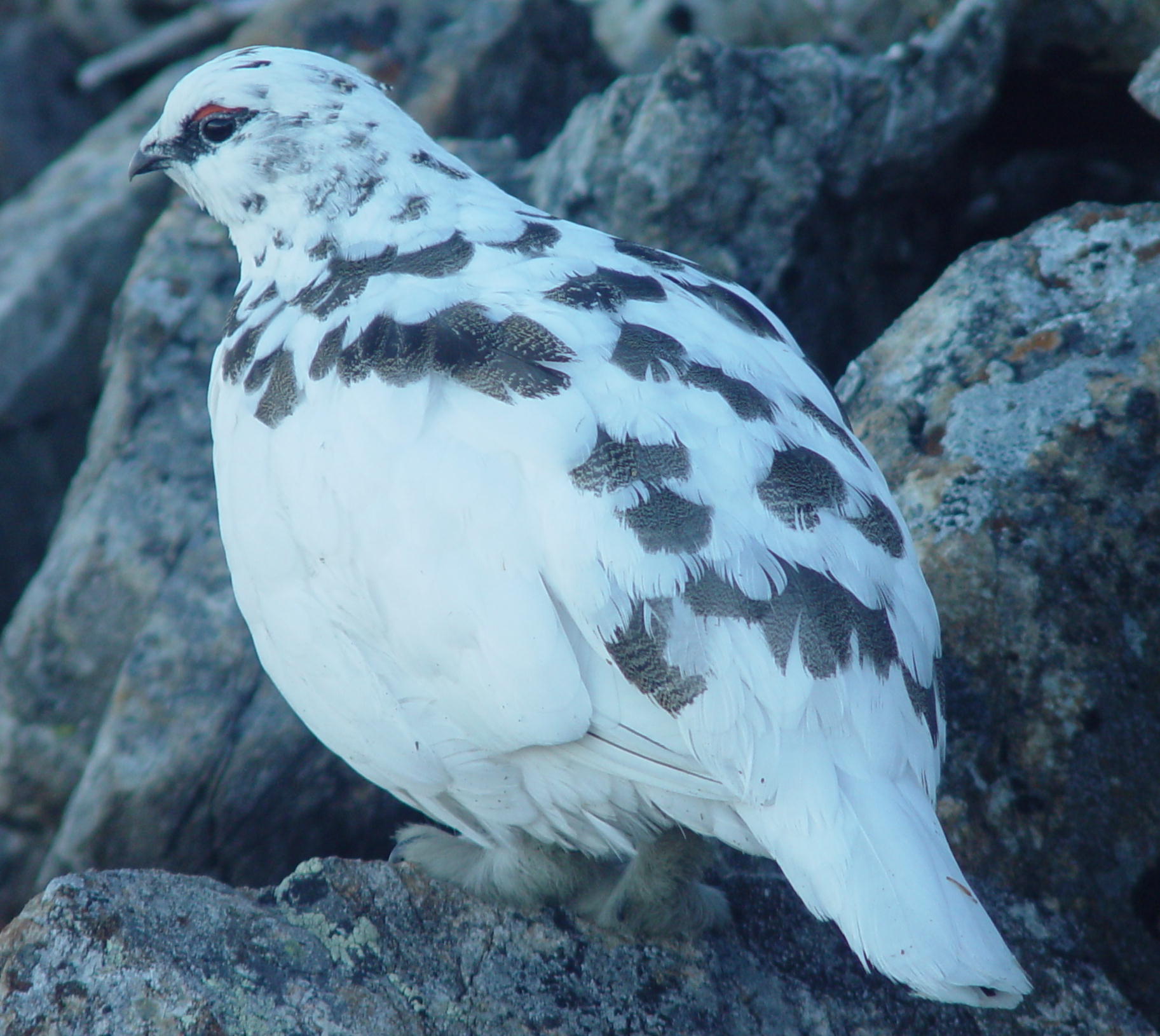 Ptarmigan Raicyou Male in kamikouchidake 2003 11 23
