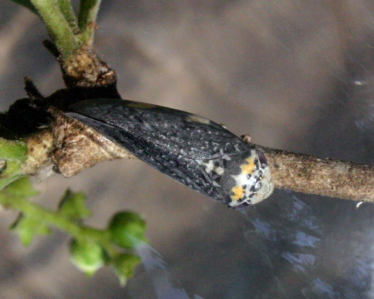Ptyelus grossus01