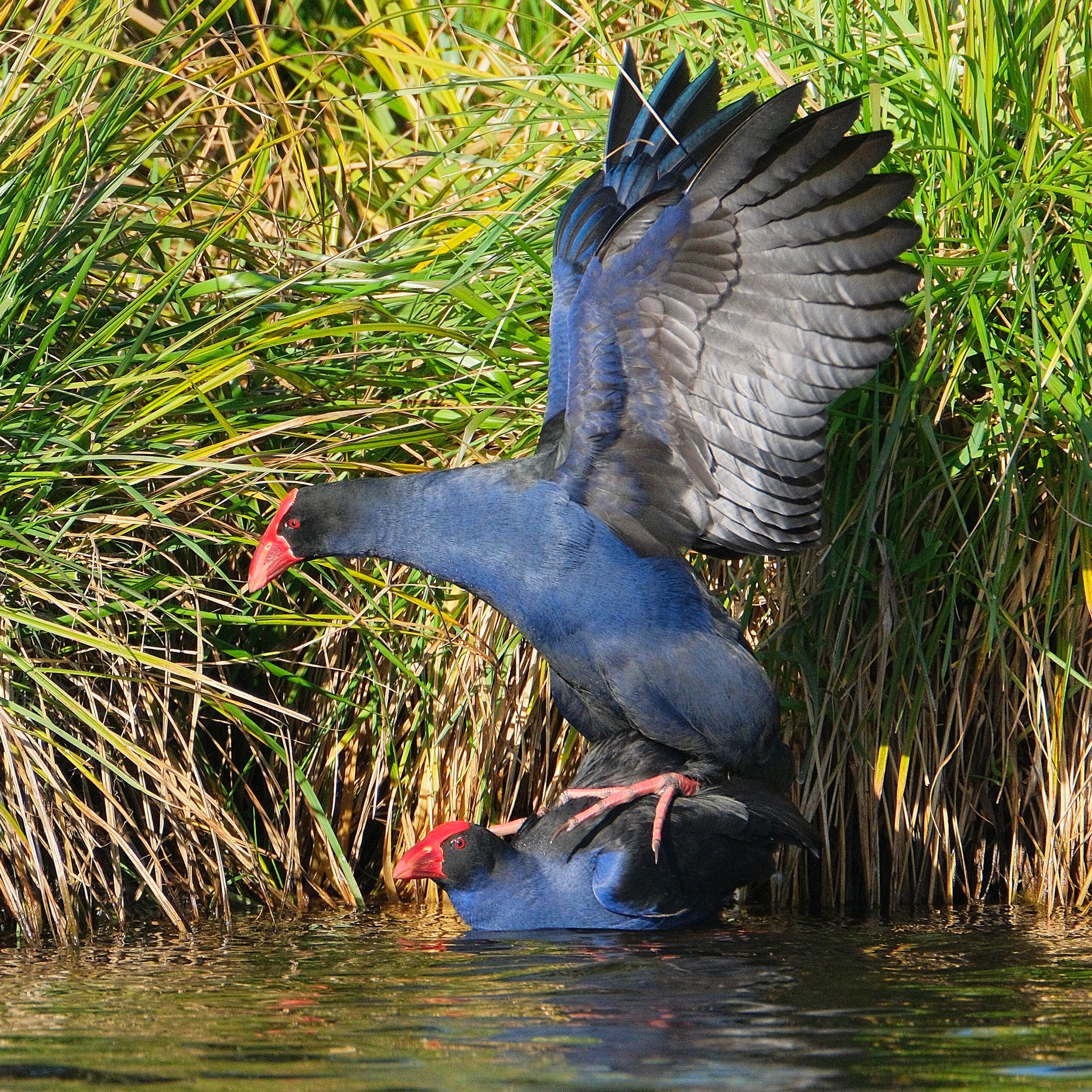 Pukeko mating in shallow water at Waimanu Lagoon