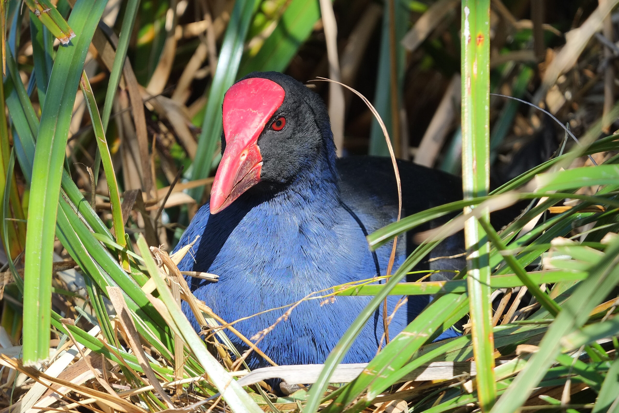 Pukeko nesting amongst flax