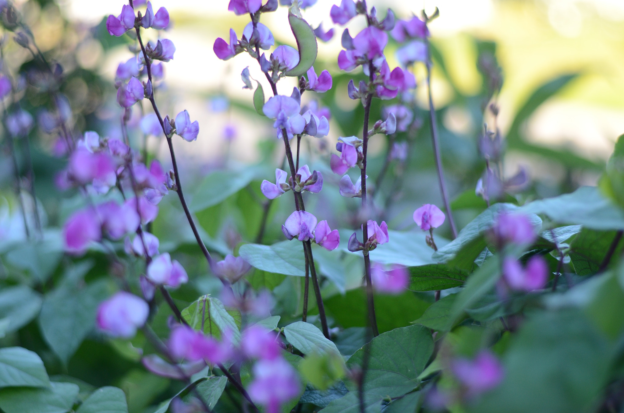 Purple Bean Flower (161493937)