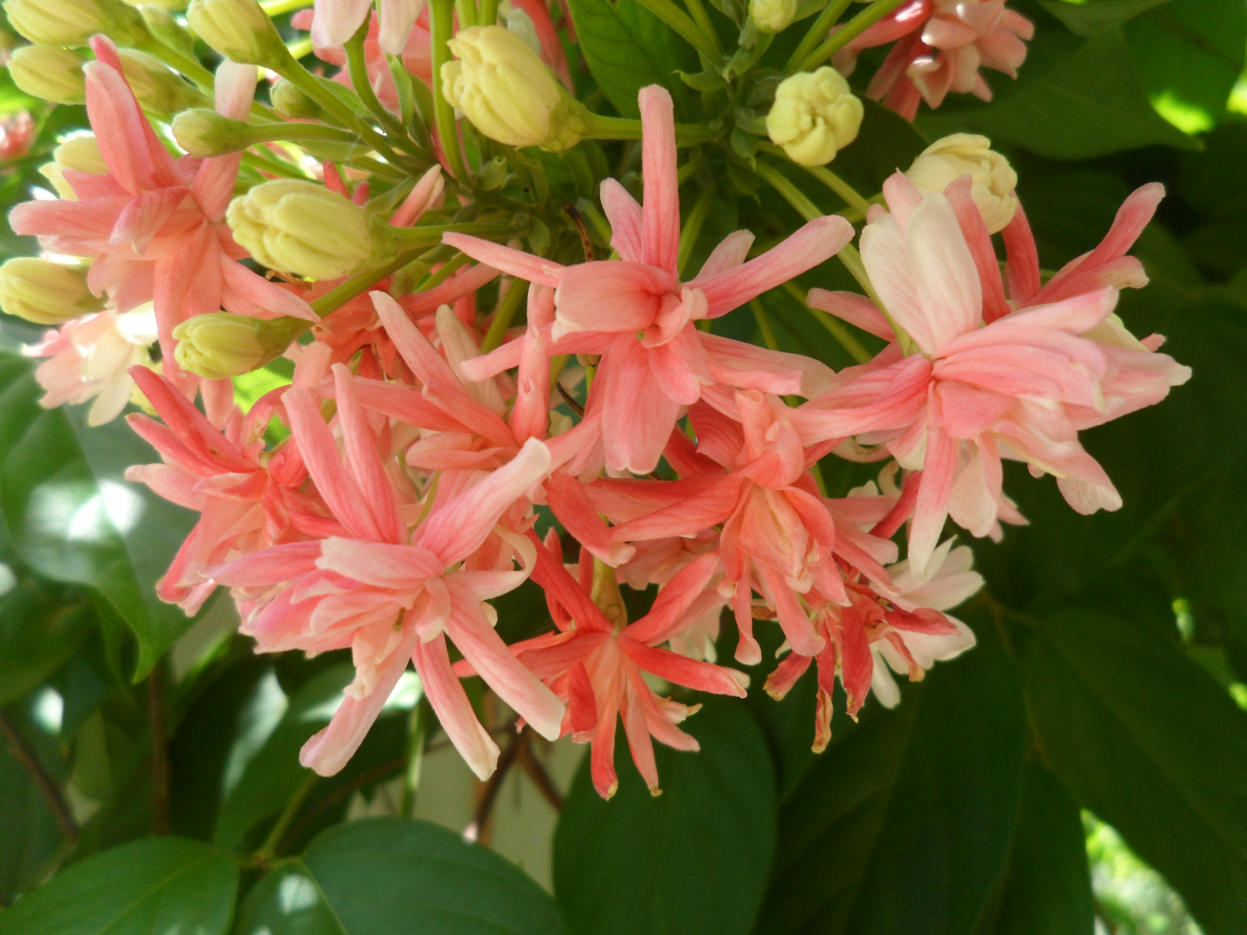 Quisqualis indica flower color and orientation close up