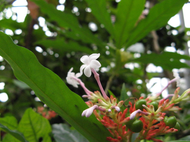 Rauwolfia serpentina(Flower)
