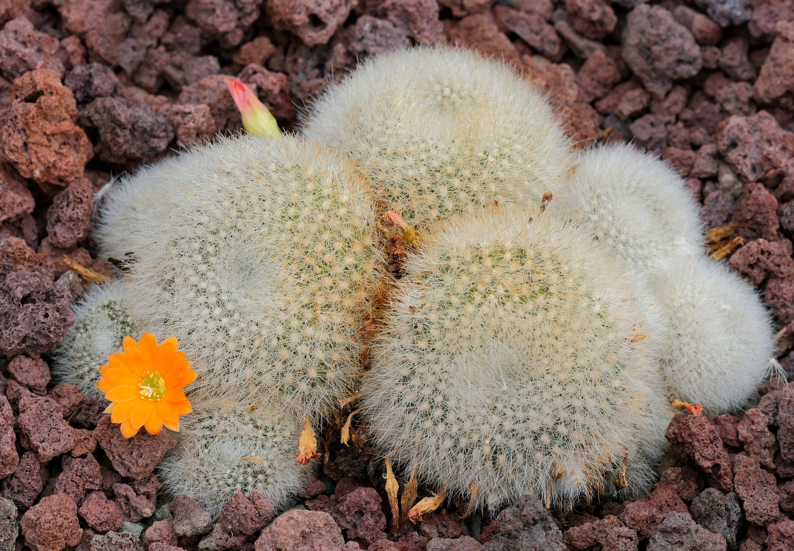 Rebutia minuscula with orange flower