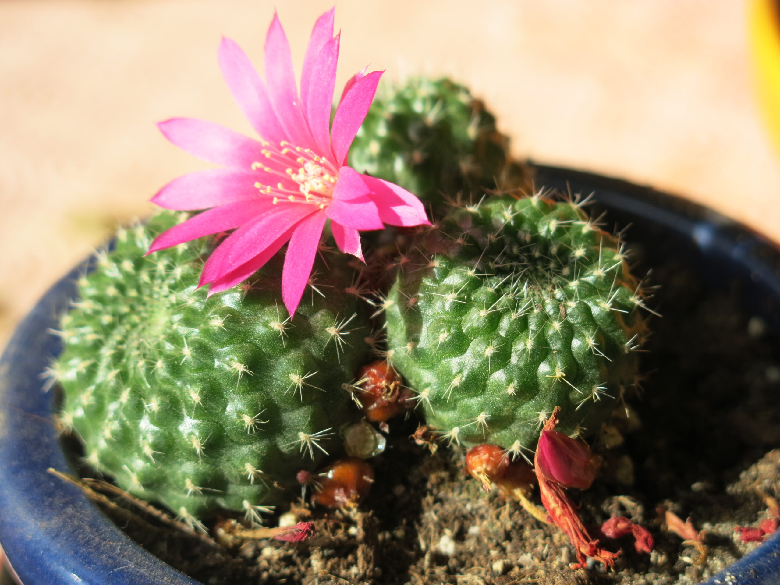 Rebutia pink flower D1705