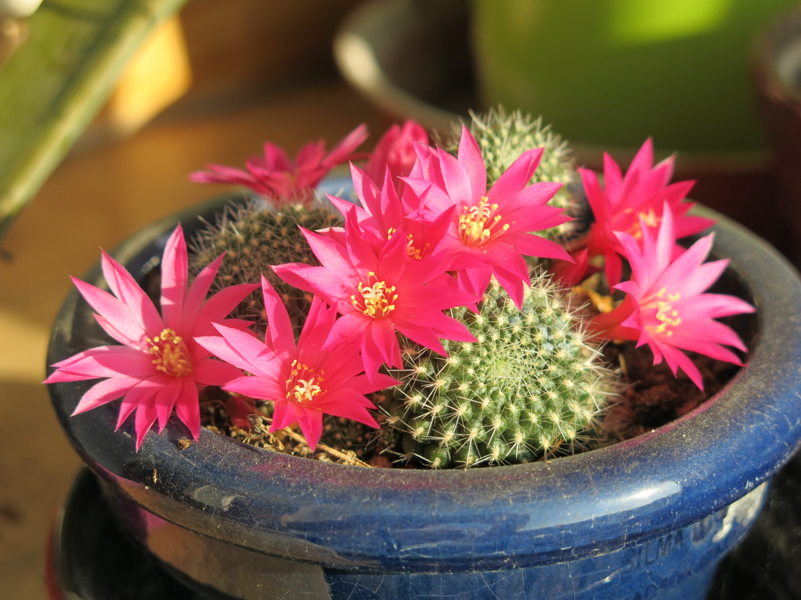 Rebutia pink flower D1805
