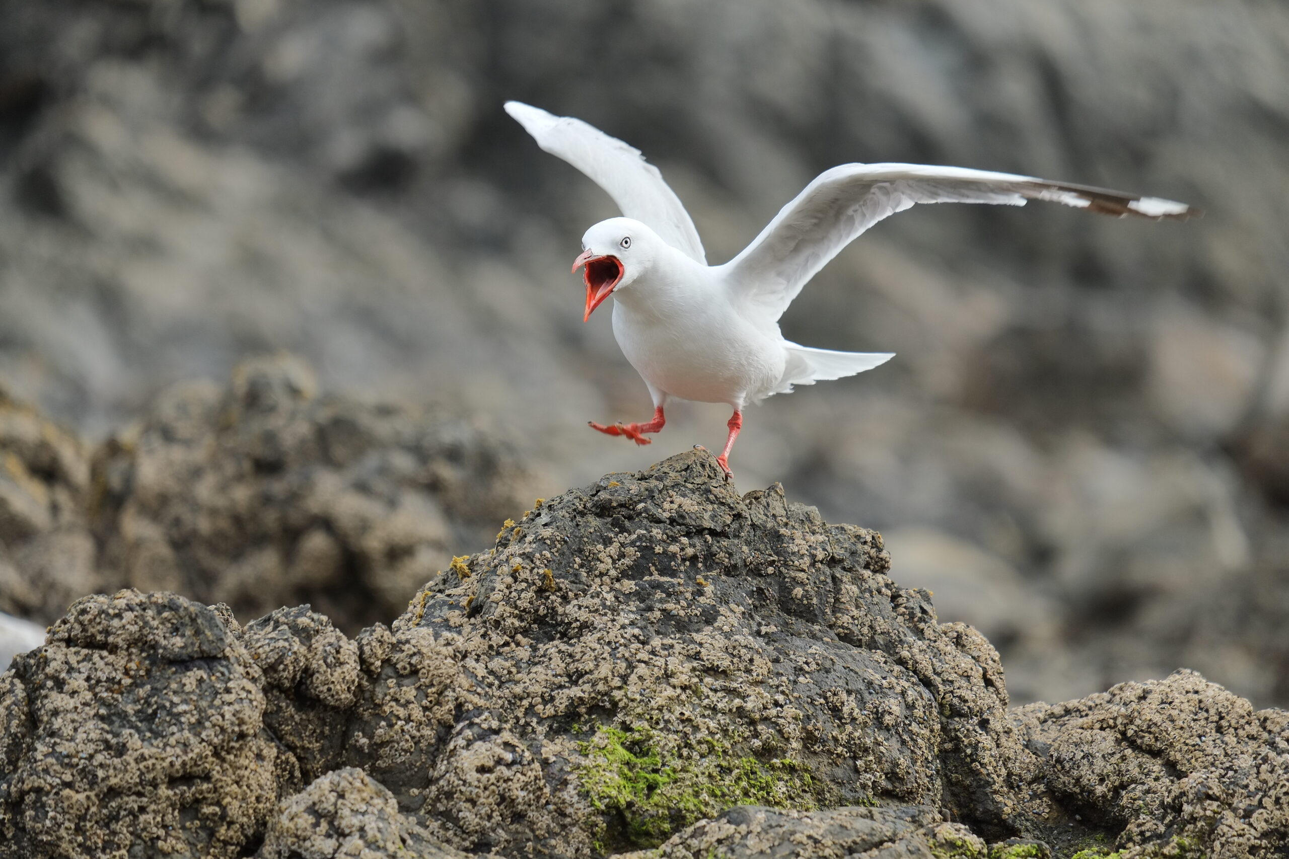 Red-billed seagull landing on rock, shouting