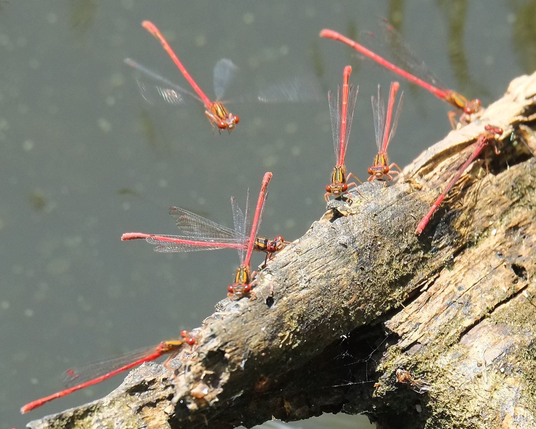 Red damselflies (Xanthocnemis zealandica) sitting on a log