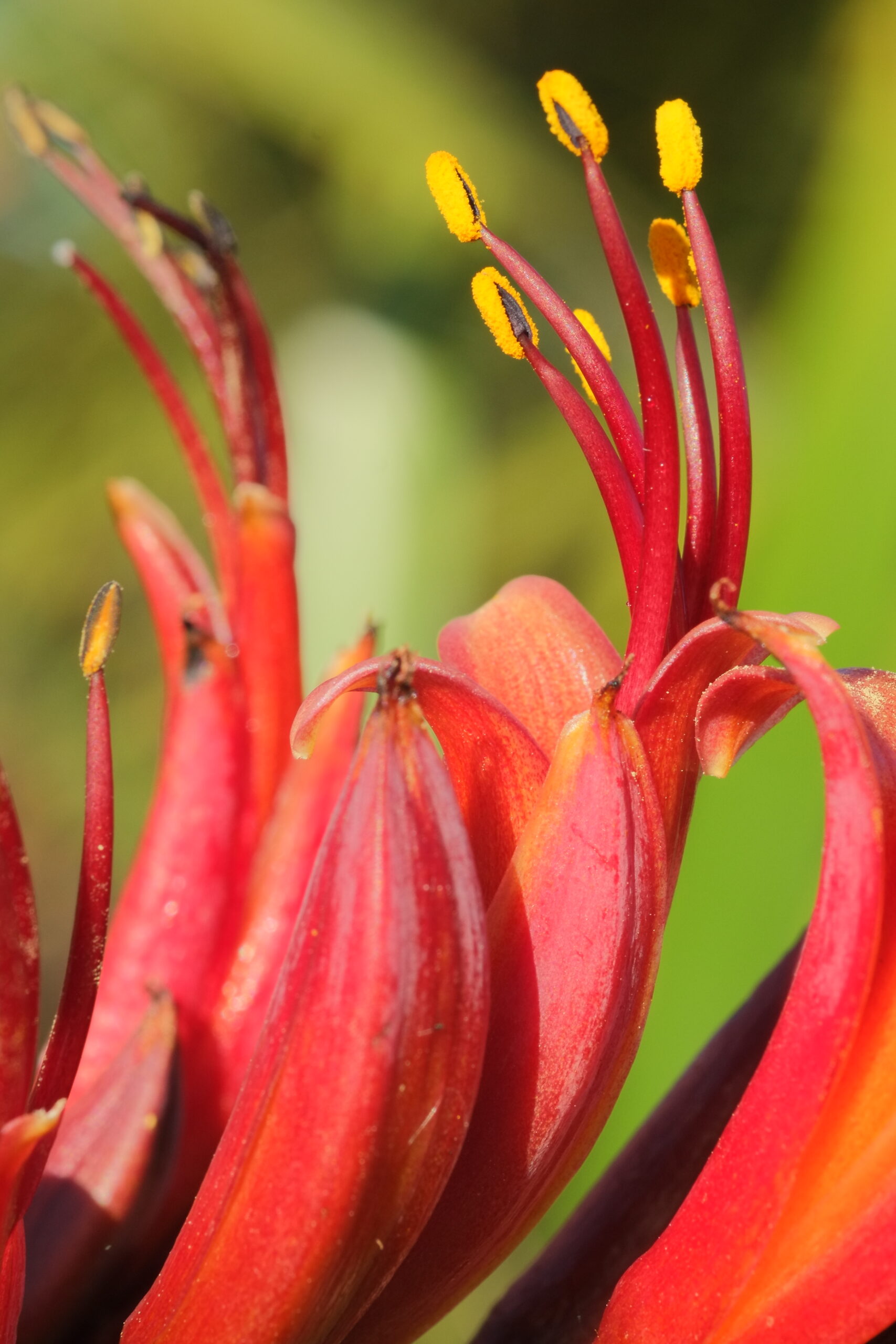 Red flowers of New Zealand flax (Phormium tenax)
