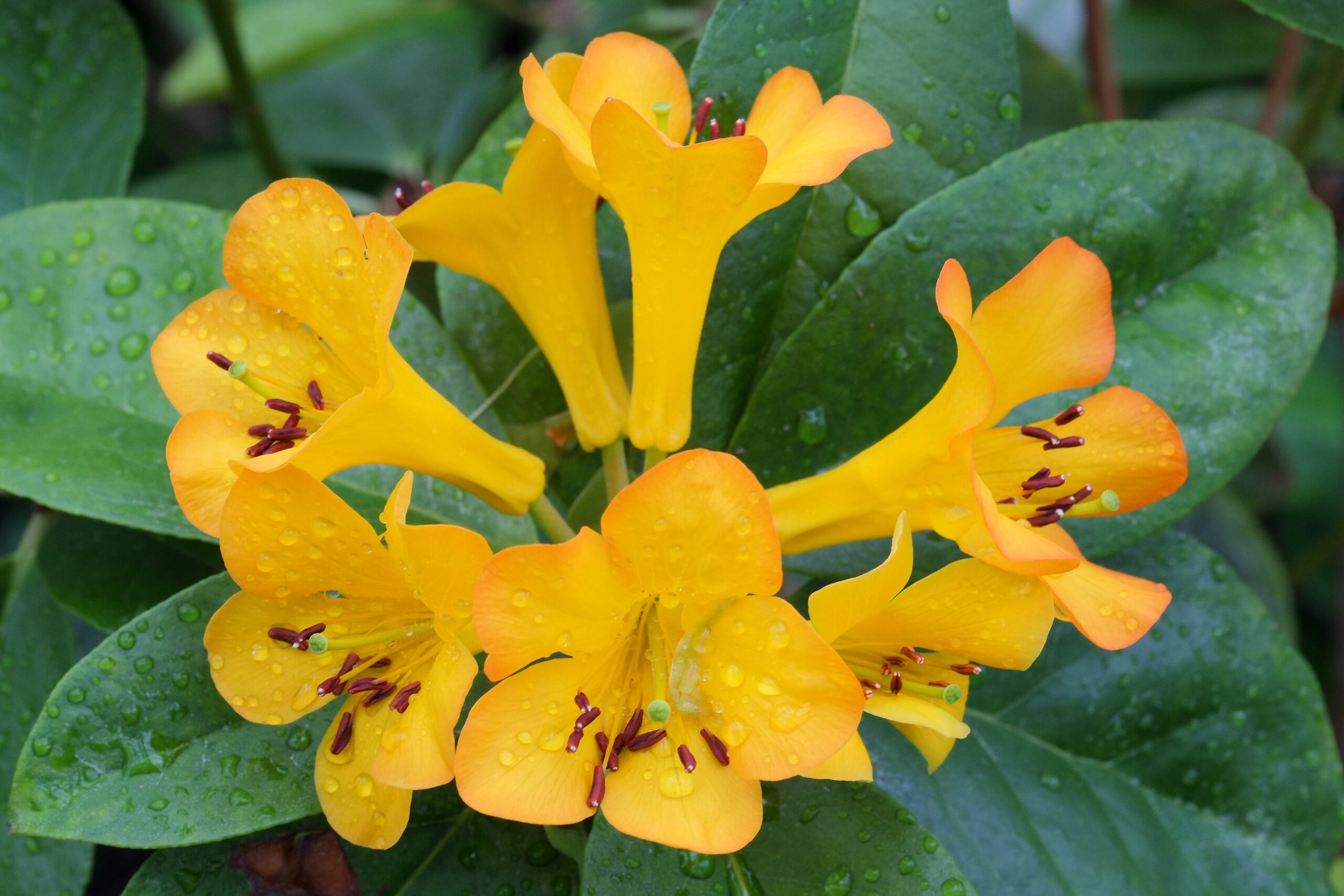 Rhododendron 'Tropic Glow' flowers