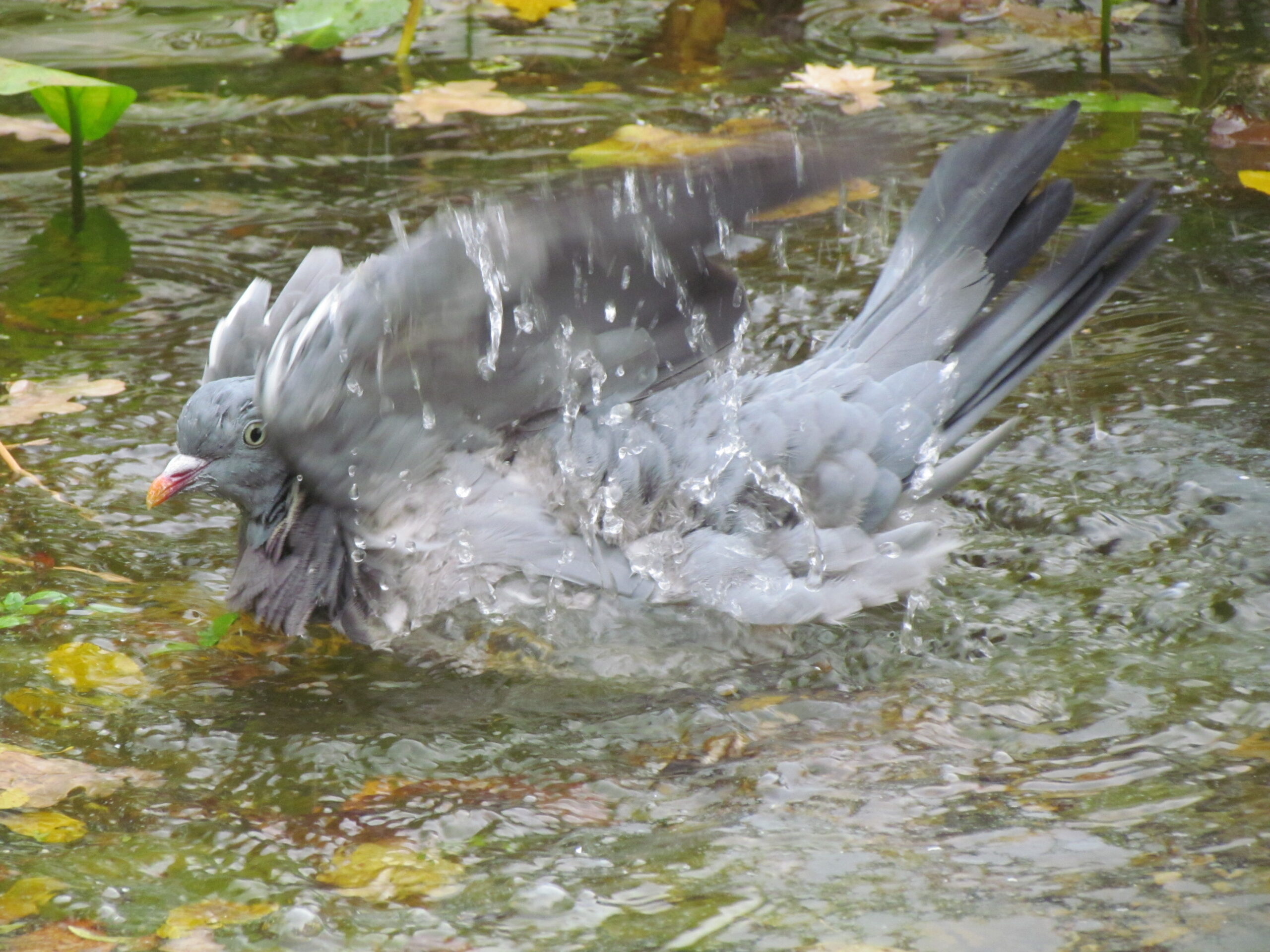 Ringeltaube Columba palumbus Hannover Germany