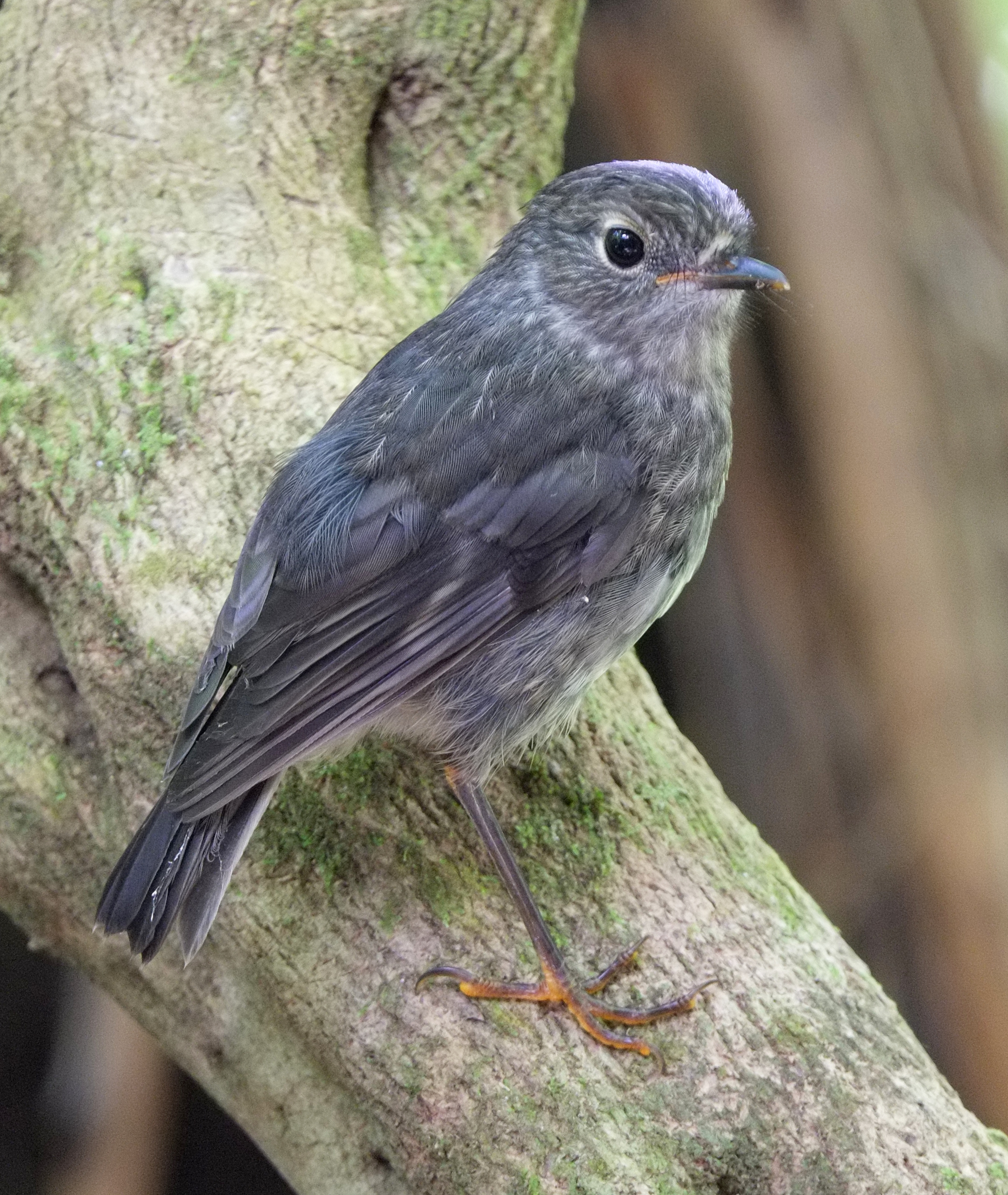 Robin standing on a trunk