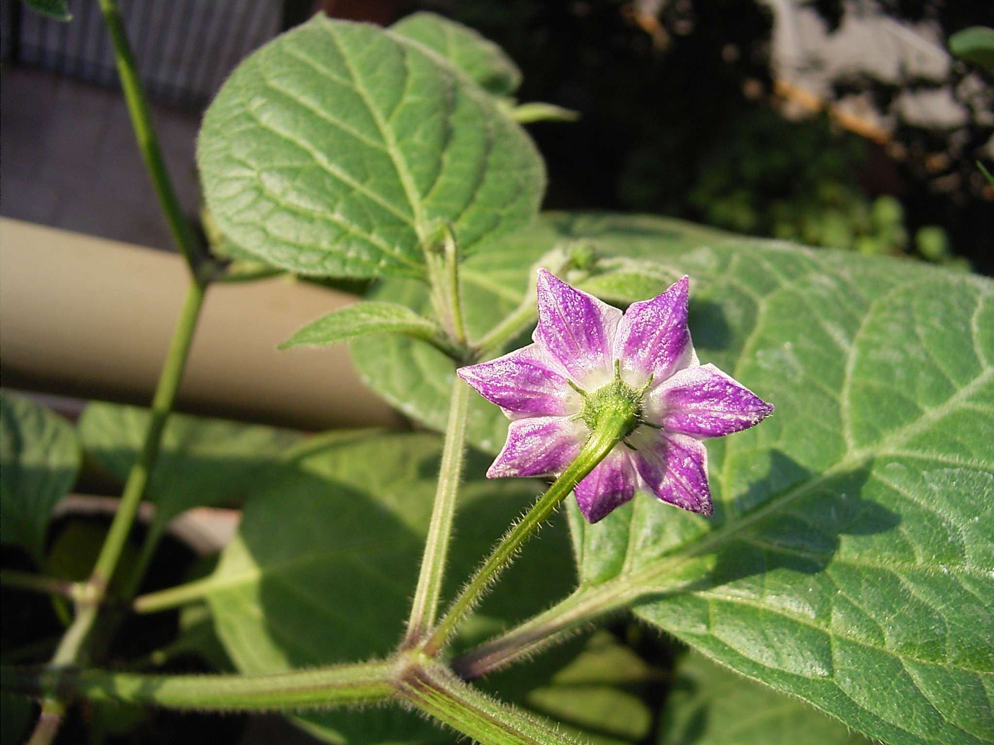 Rocoto flower back