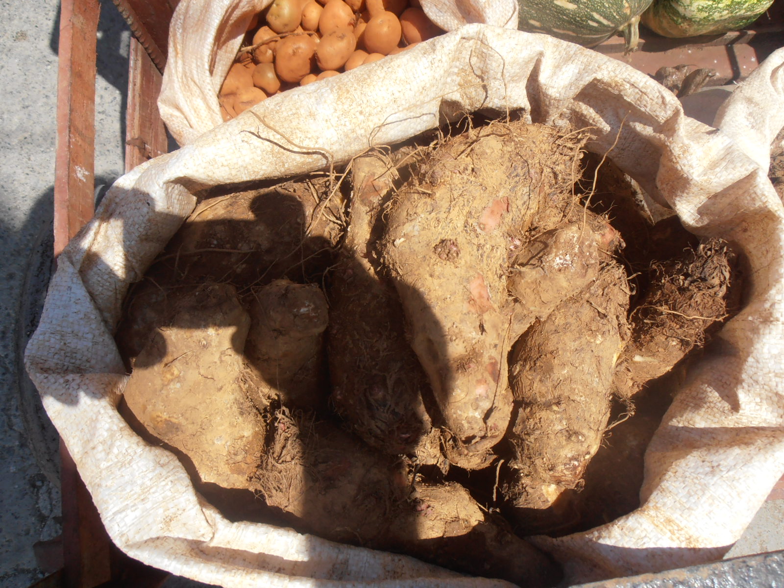 Root vegetables "Malanga" and potatoes at Cuban street market