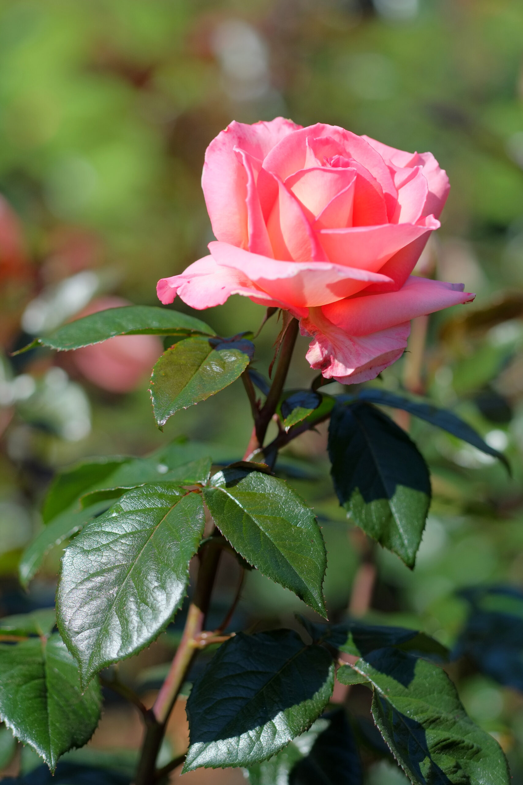 Rose 'Paddy Stephens' - flower and leaves
