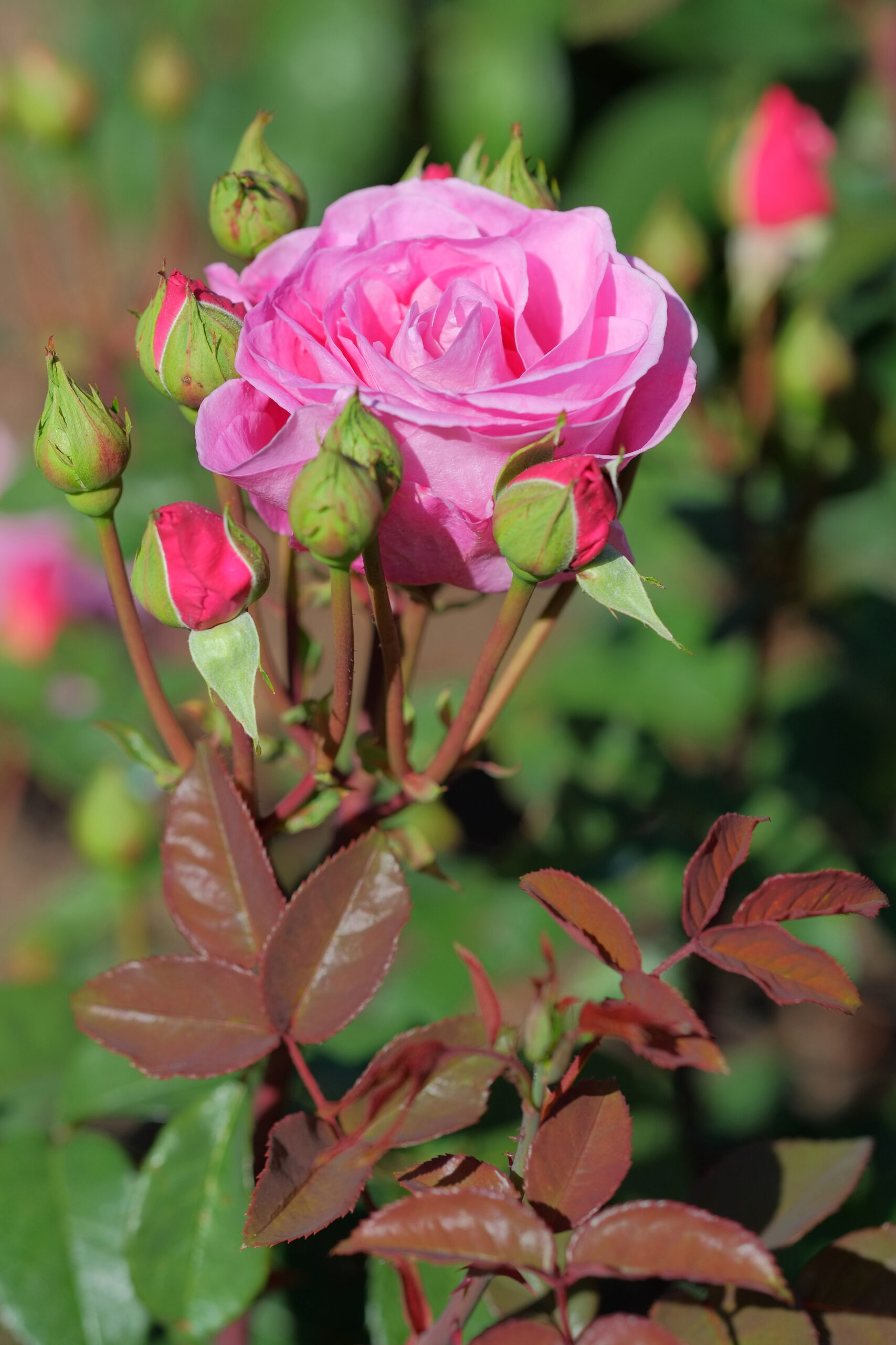 Rose 'Waimarie' - flower and buds