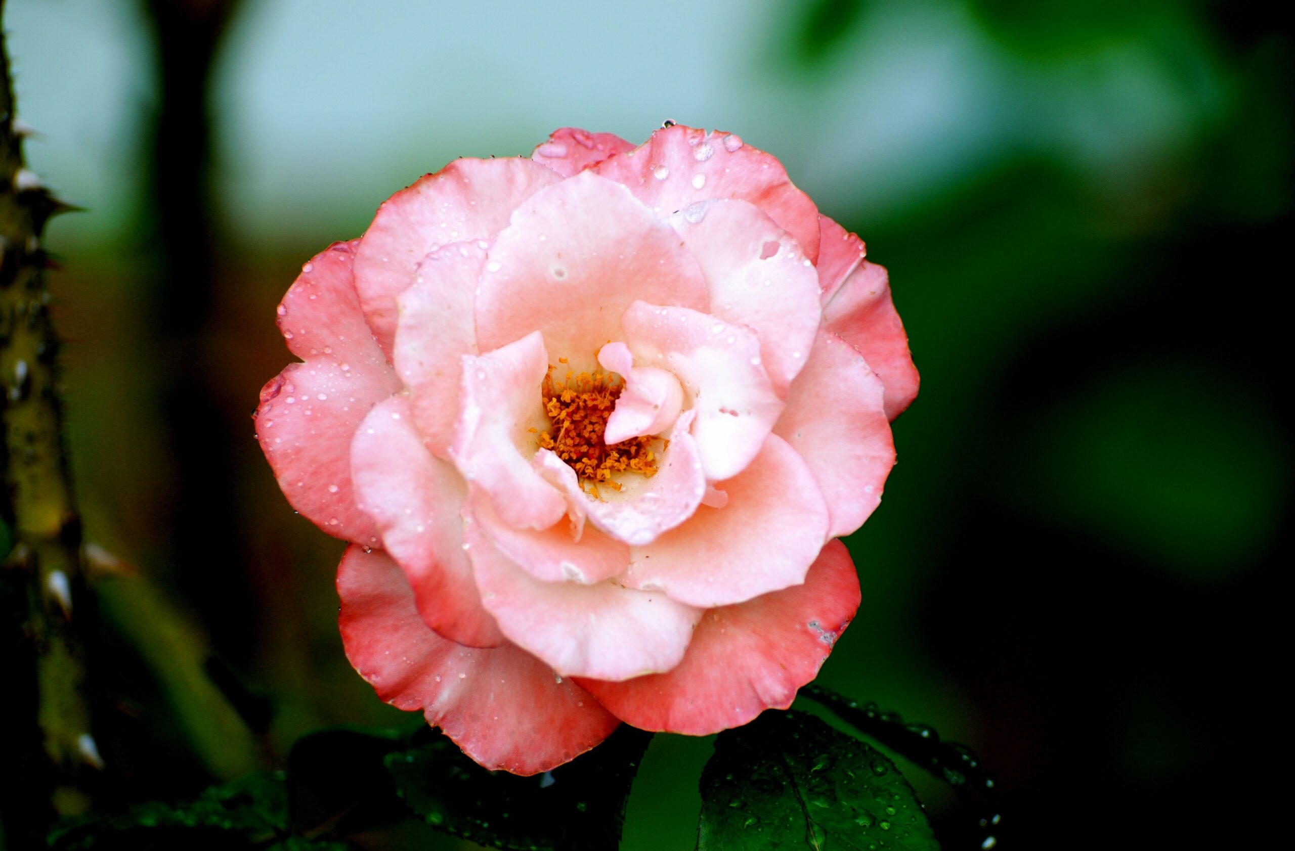 Rose In Bloom