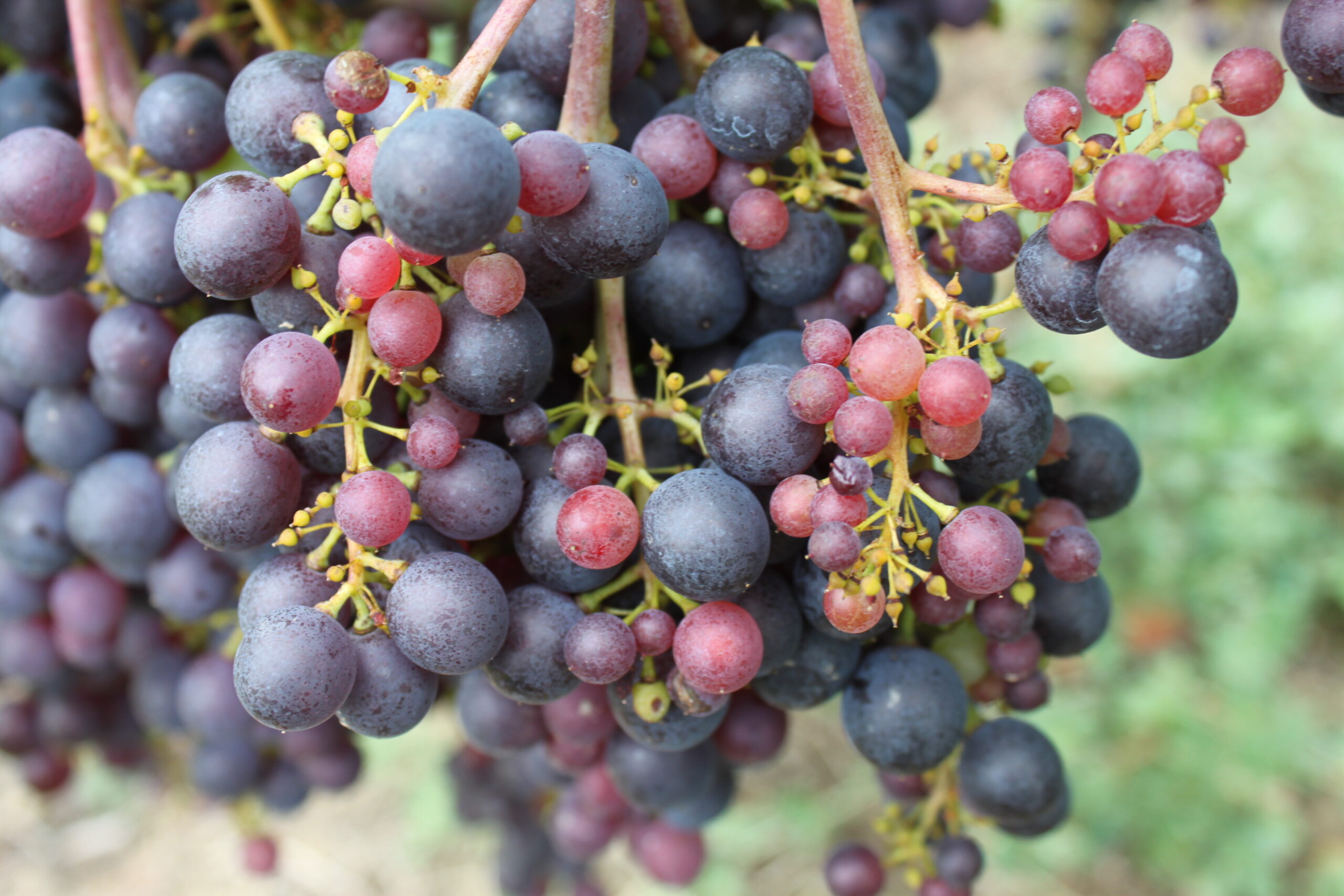 Rossese di Dolceacqua