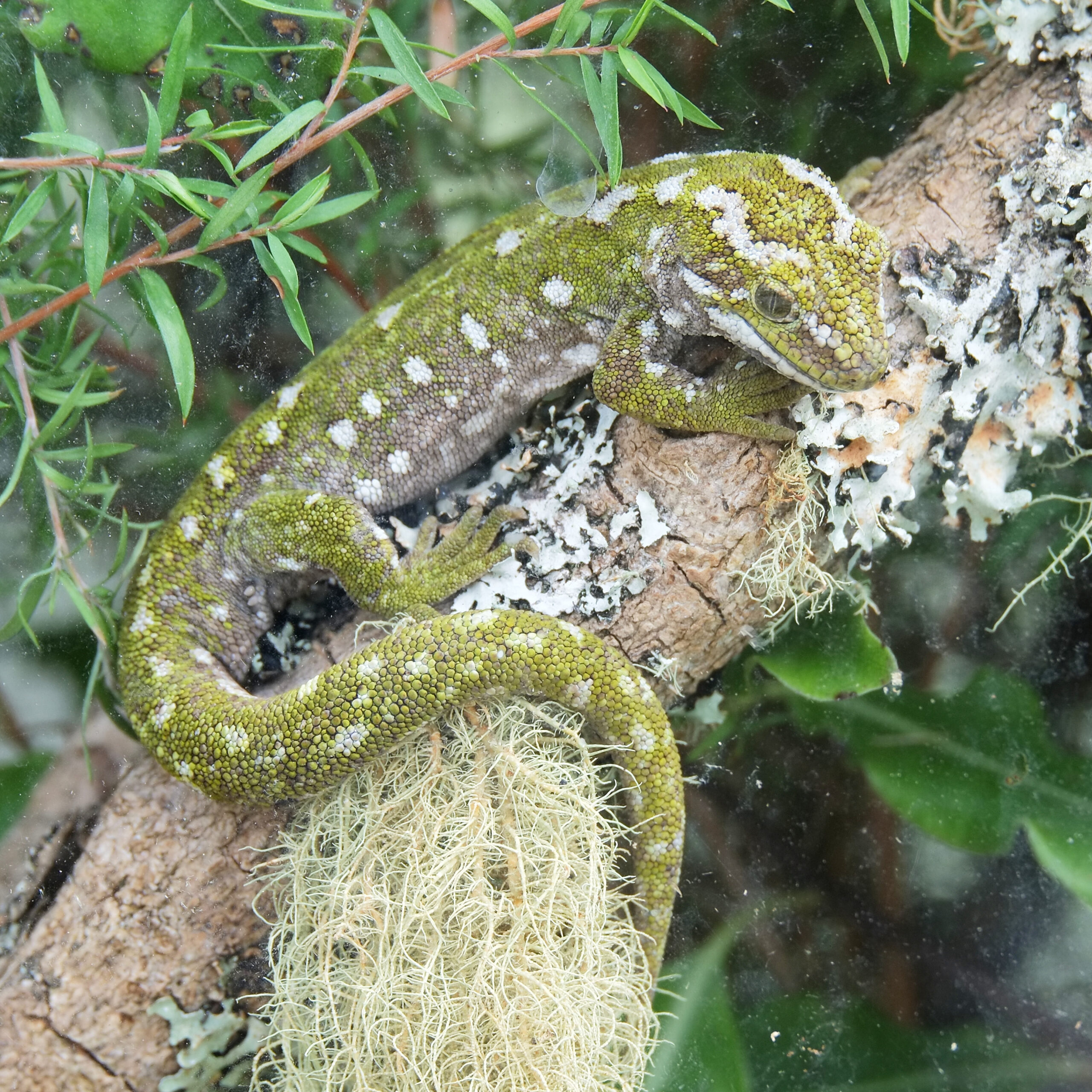 Rough gecko sitting on branch