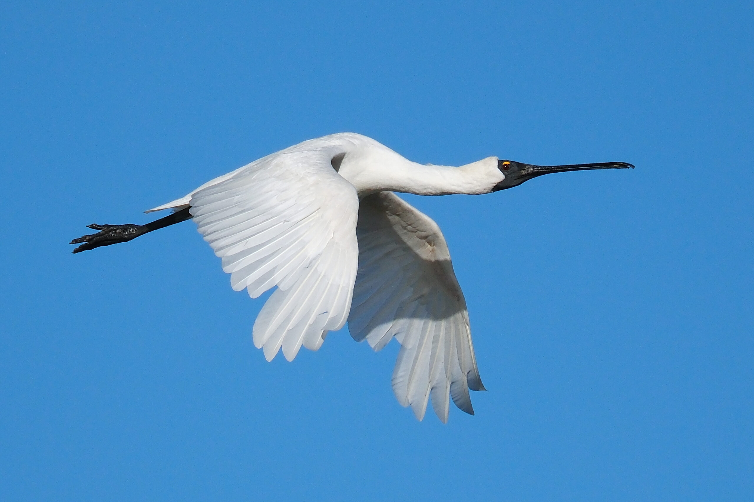 Royal spoonbill flying against blue sky