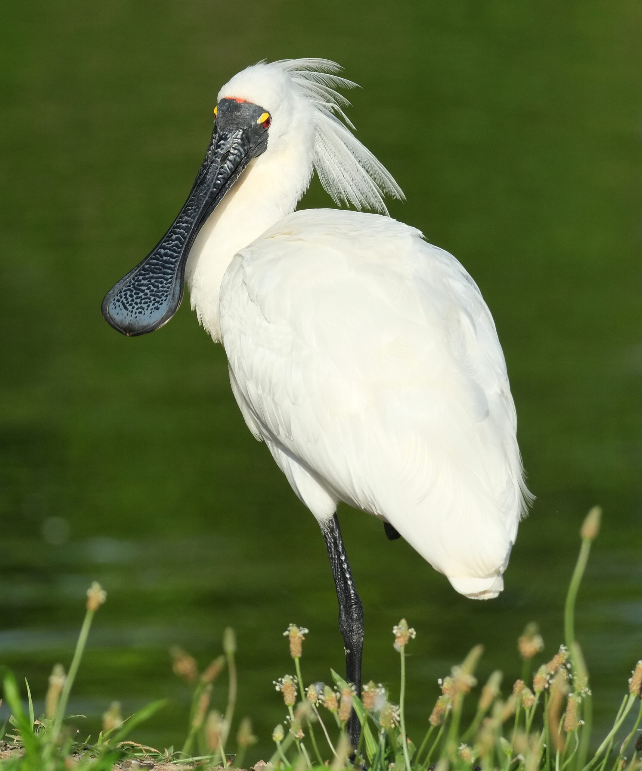 Royal spoonbill standing on one leg, looking back
