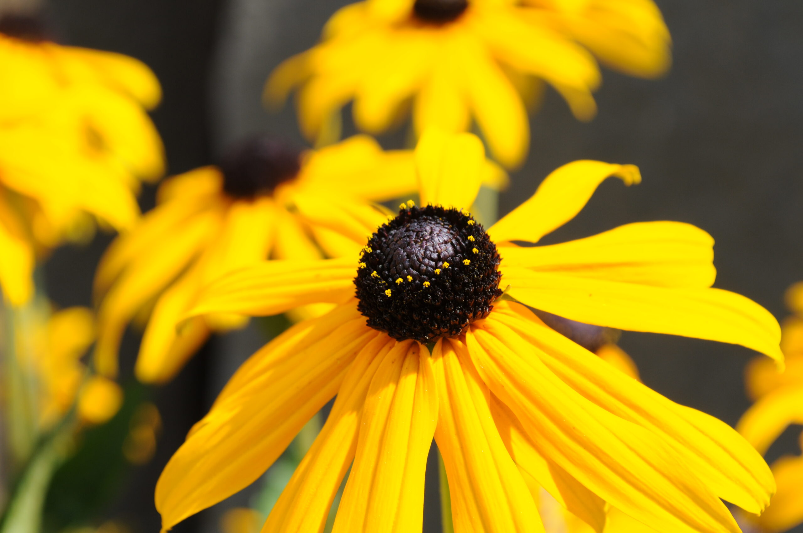 Rudbeckia hirta flower closeup