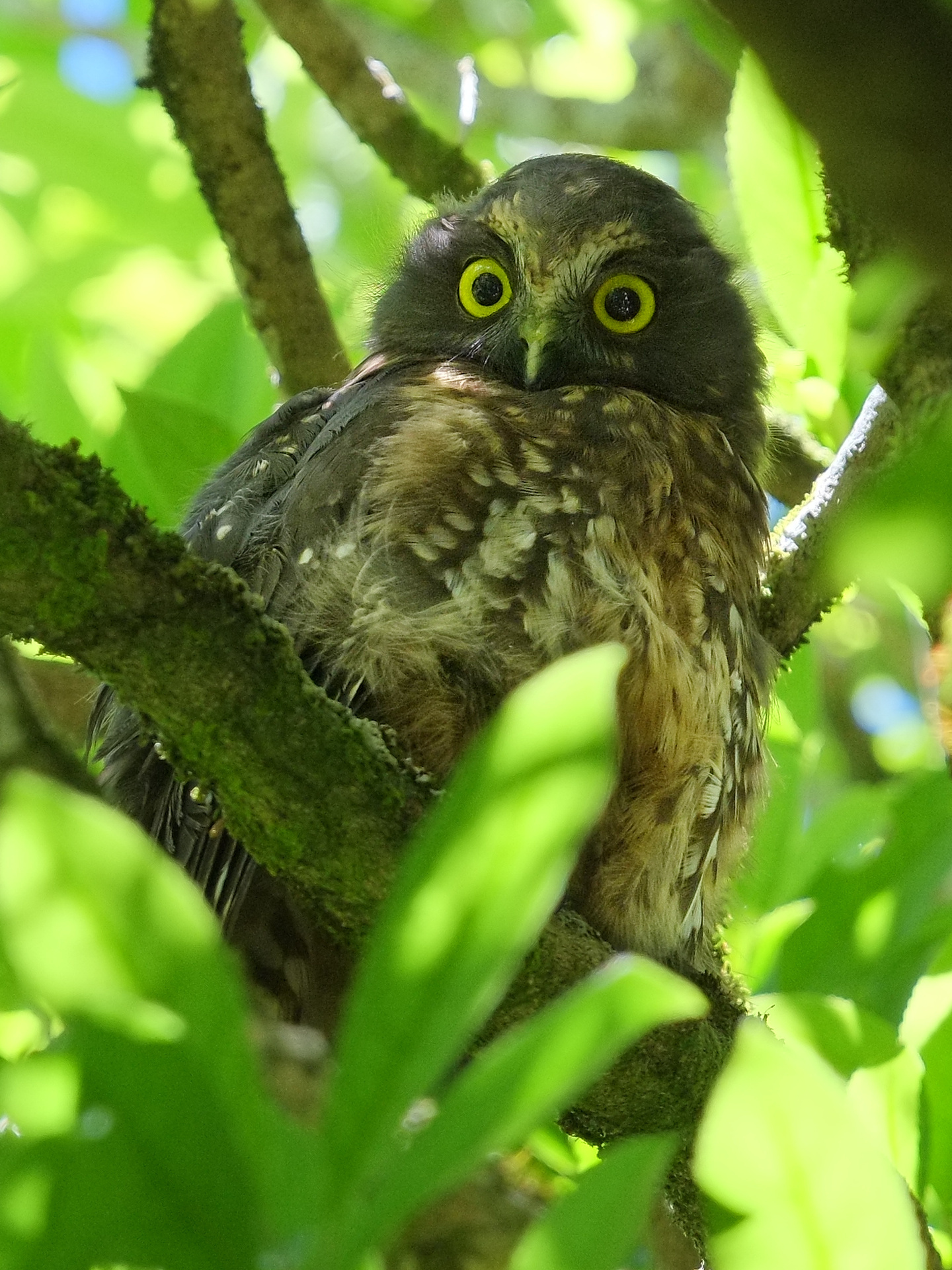 Ruru sitting on a branch
