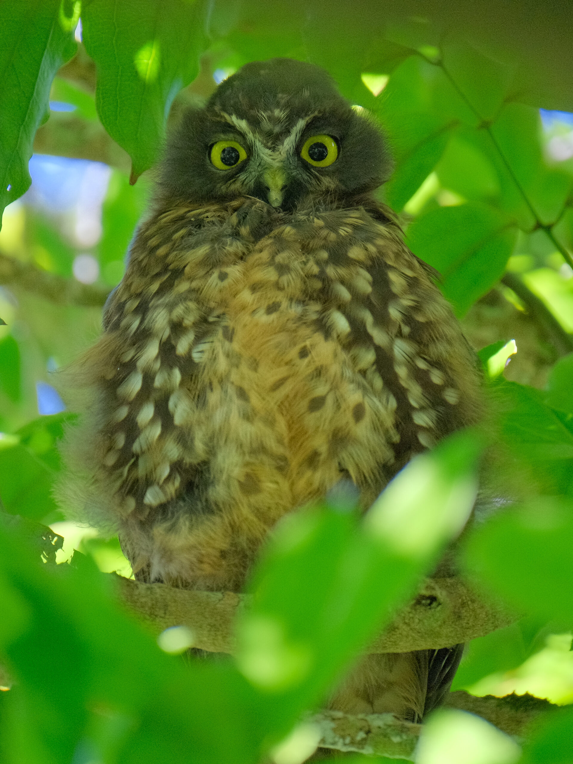 Ruru sitting on a branch, looking