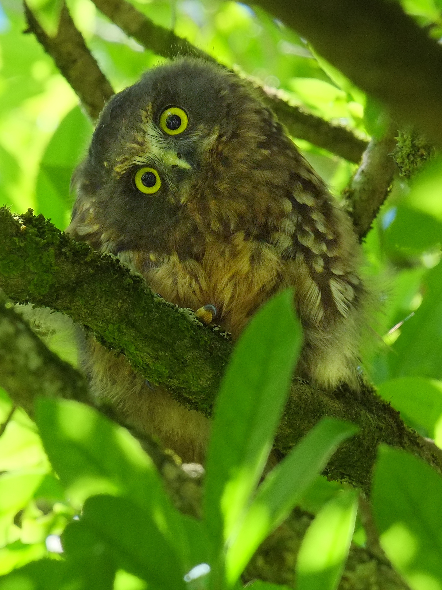 Ruru sitting on a branch, looking with tilted head