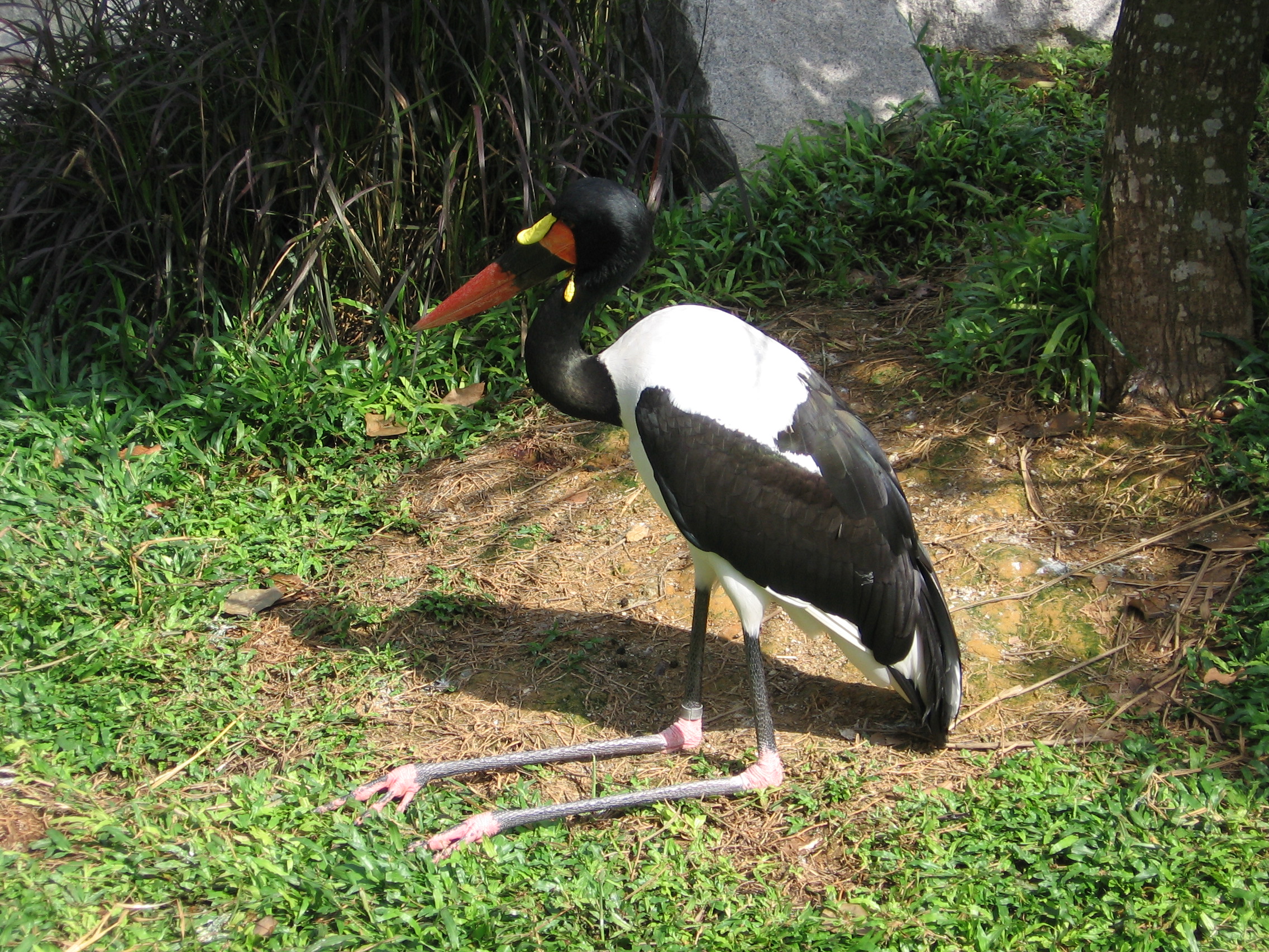 Saddle-billed stork