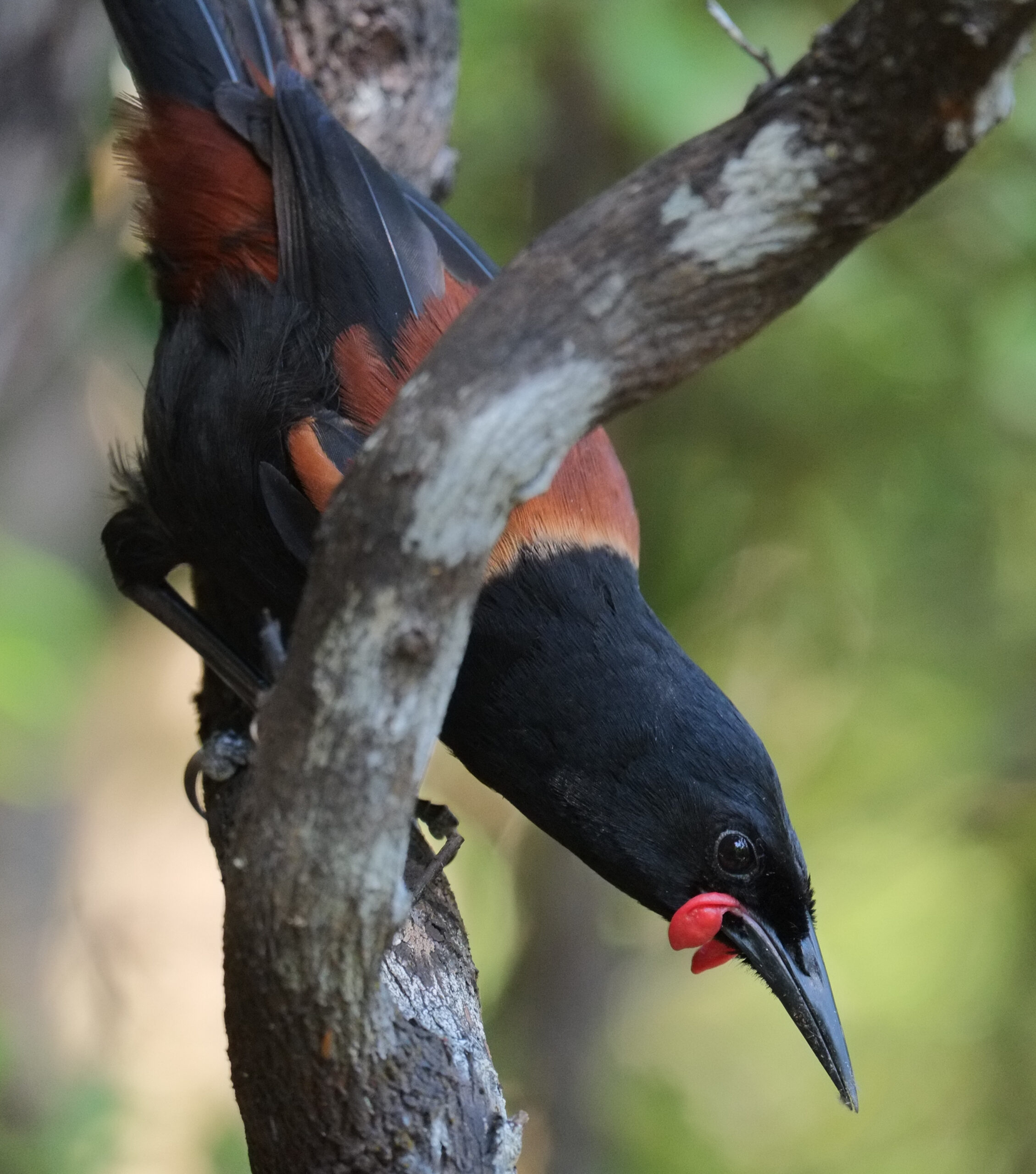 Saddleback looking down from a branch (Tawharanui Open Sanctuary)