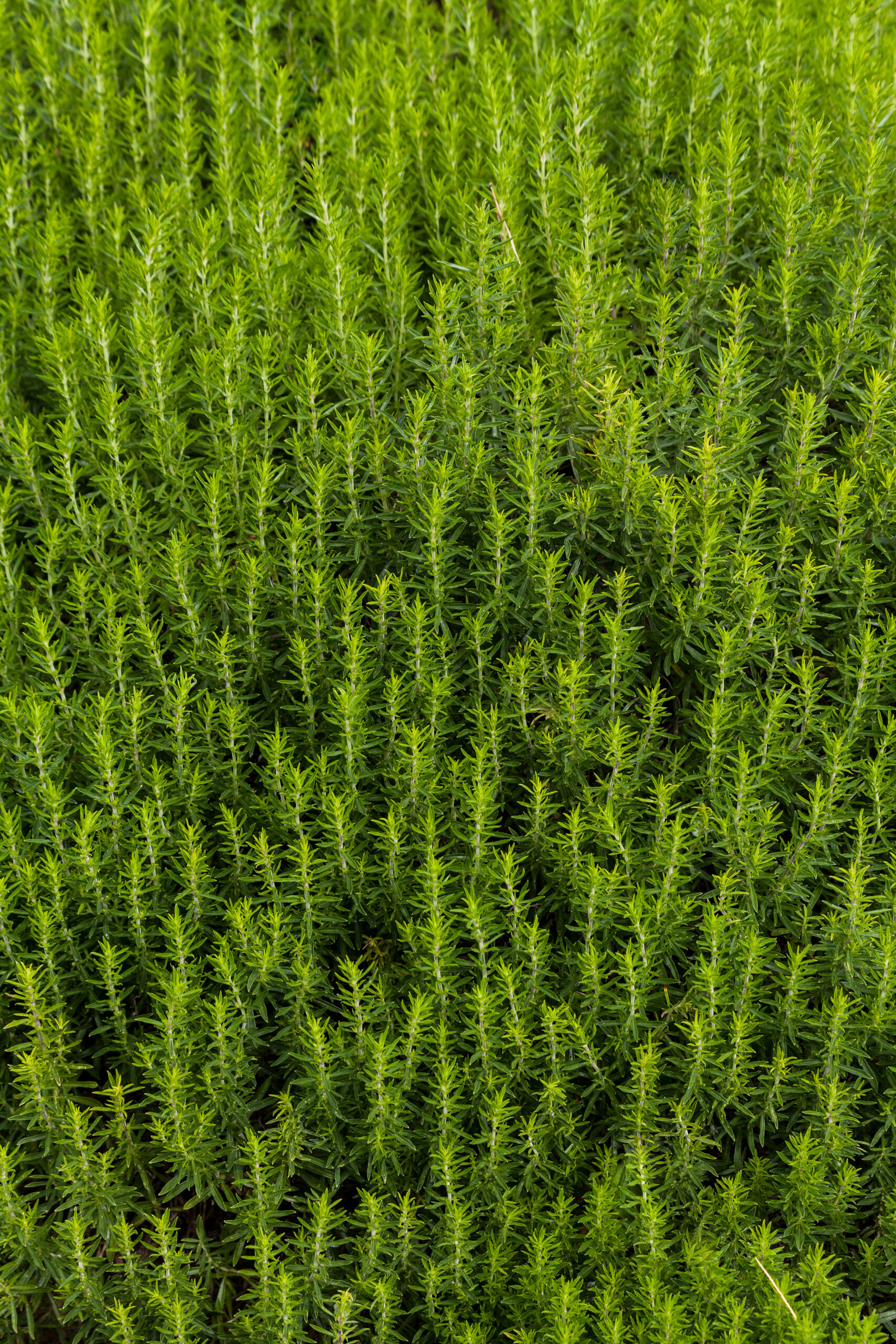 Satureja subspicata, Royal Botanic Garden Edinburgh, Scotland, GB, IMG 3779 edit