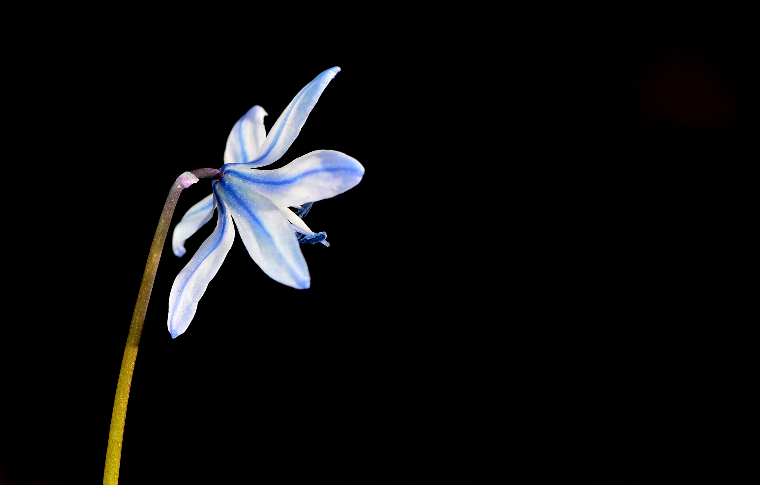 Scilla siberica flower