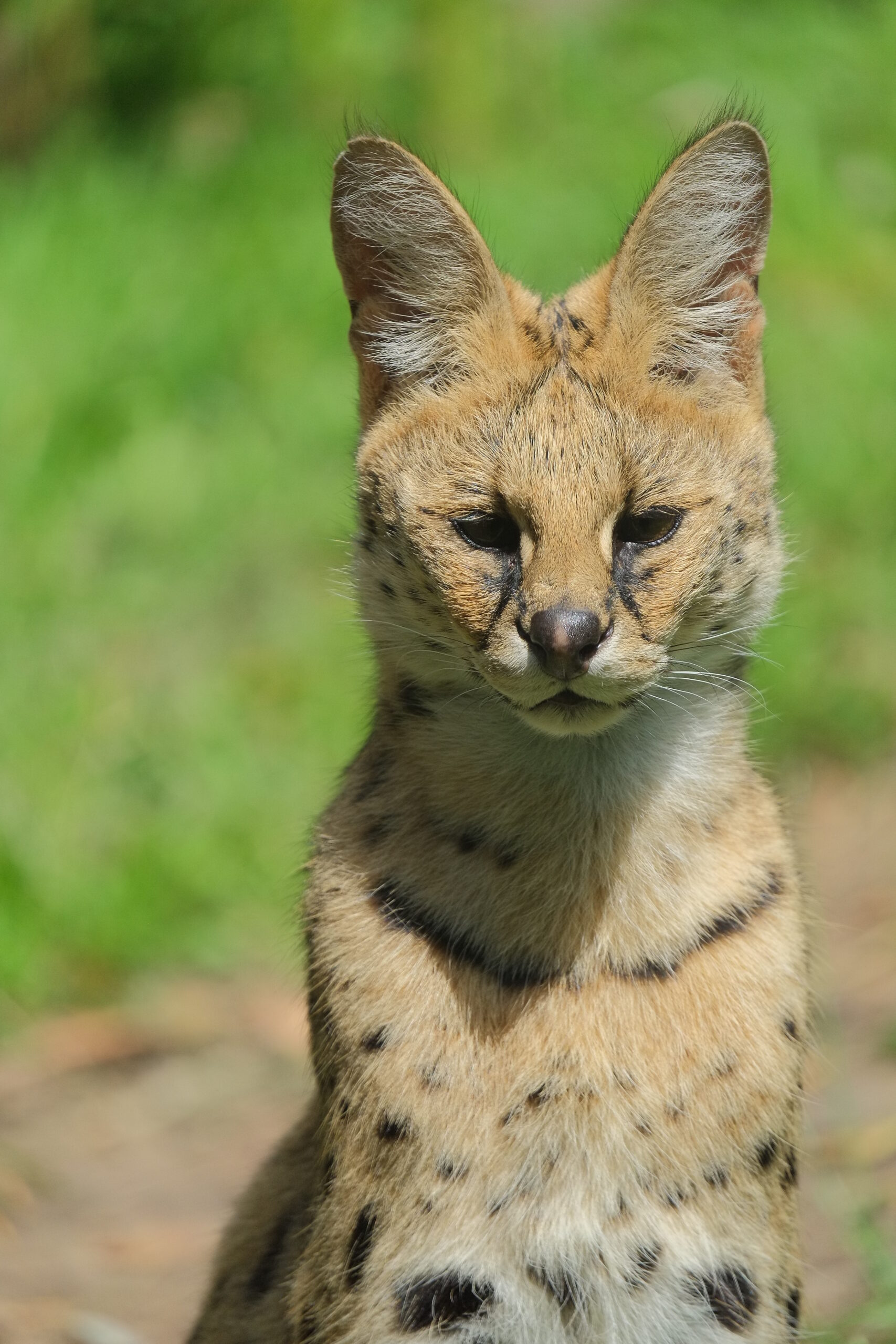 Serval sitting in grass close-up