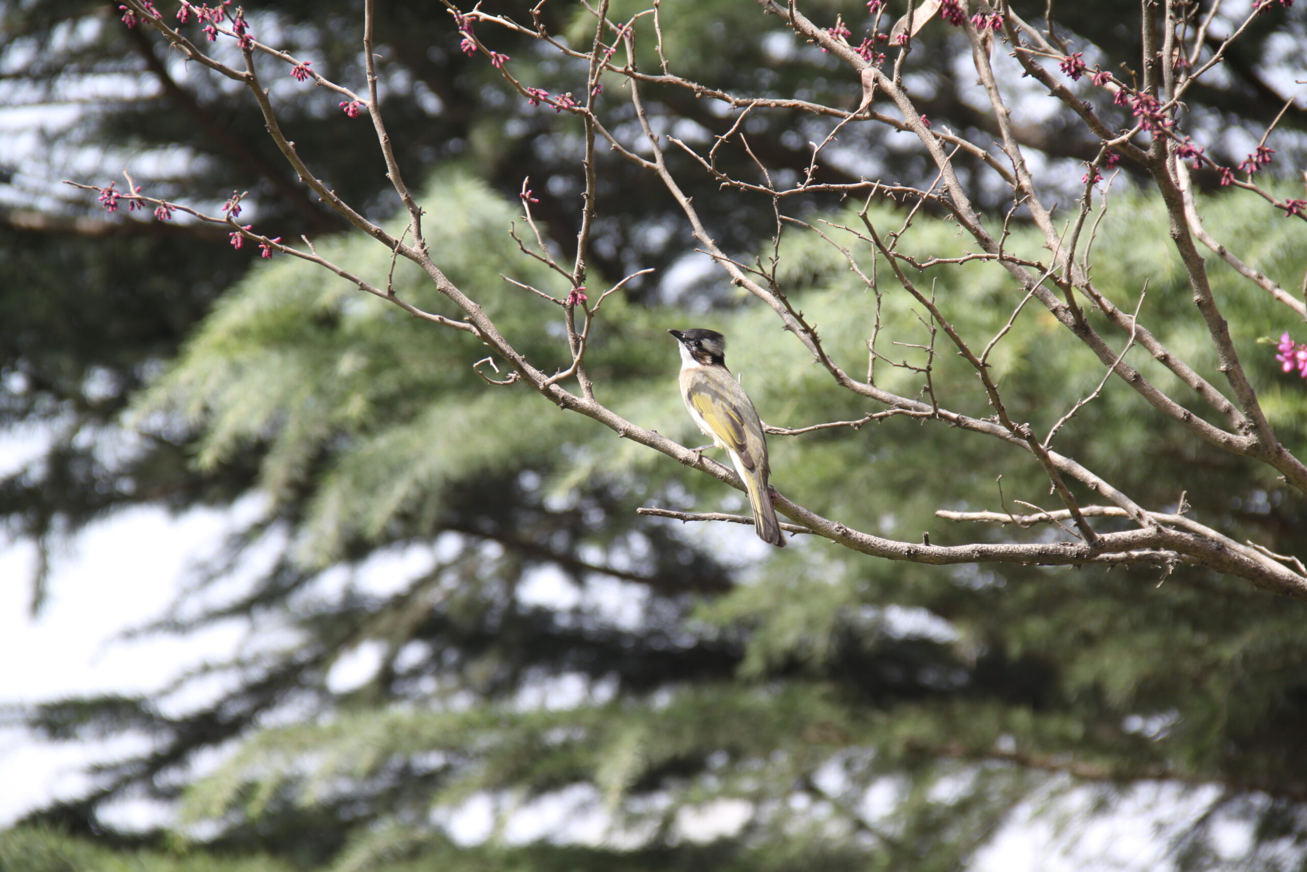 Sias International University Bird (41094782371)