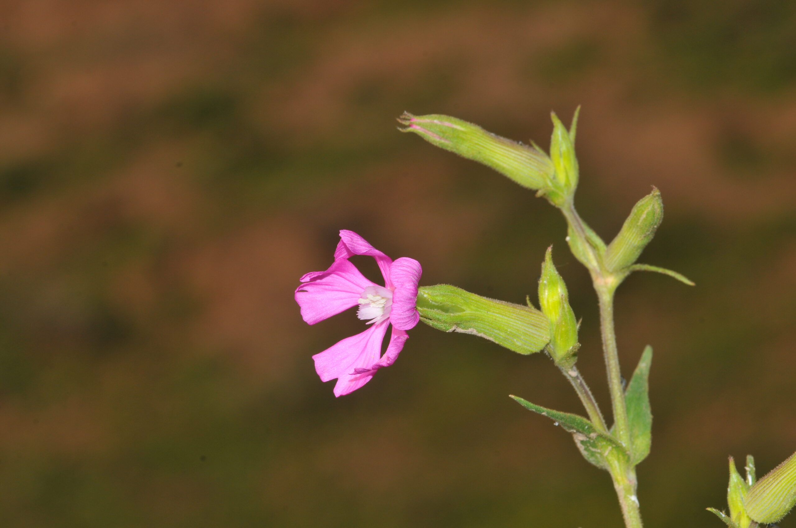 Silene conoidea