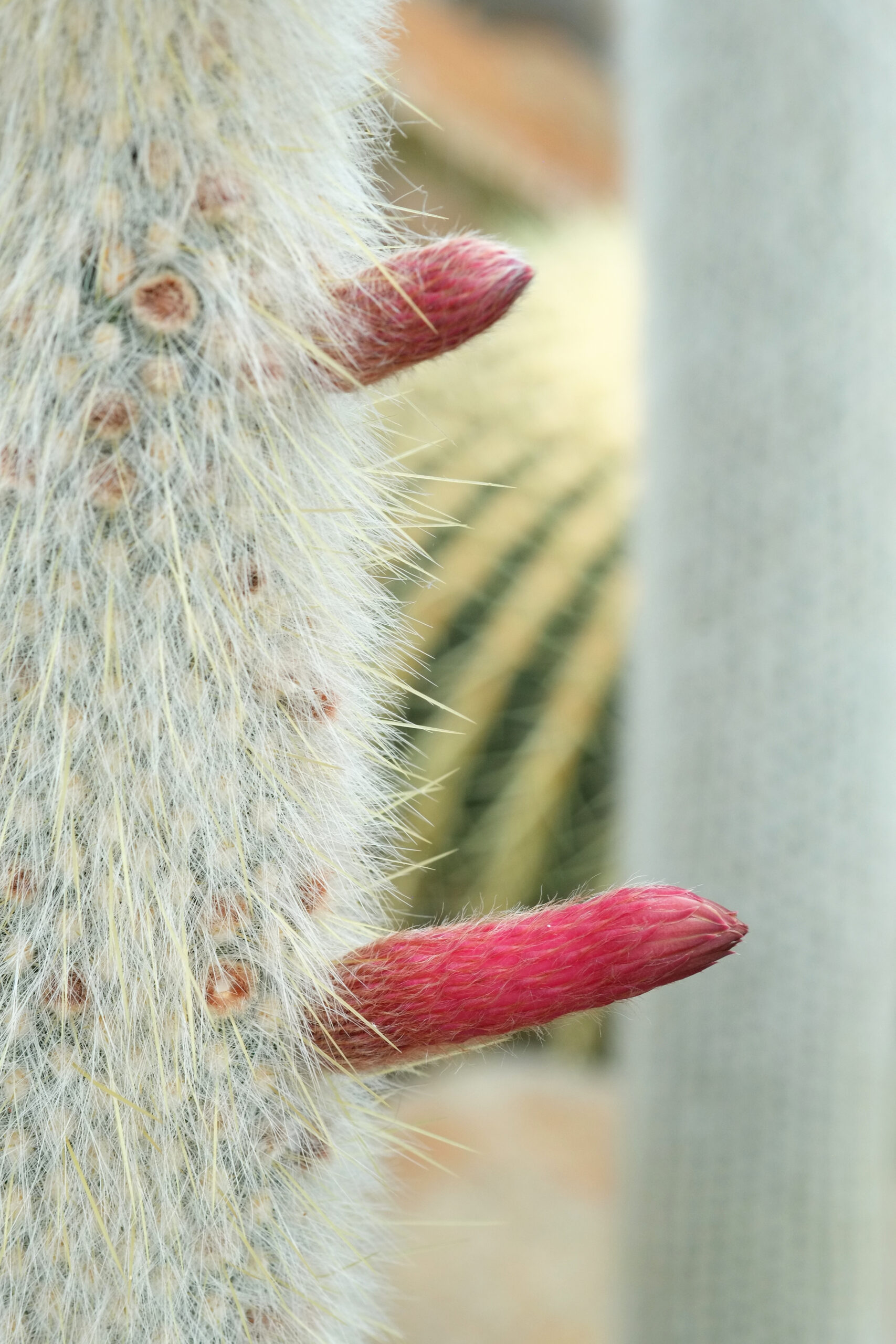 Silver Torch cactus (Cleistocactus strausii) flower buds