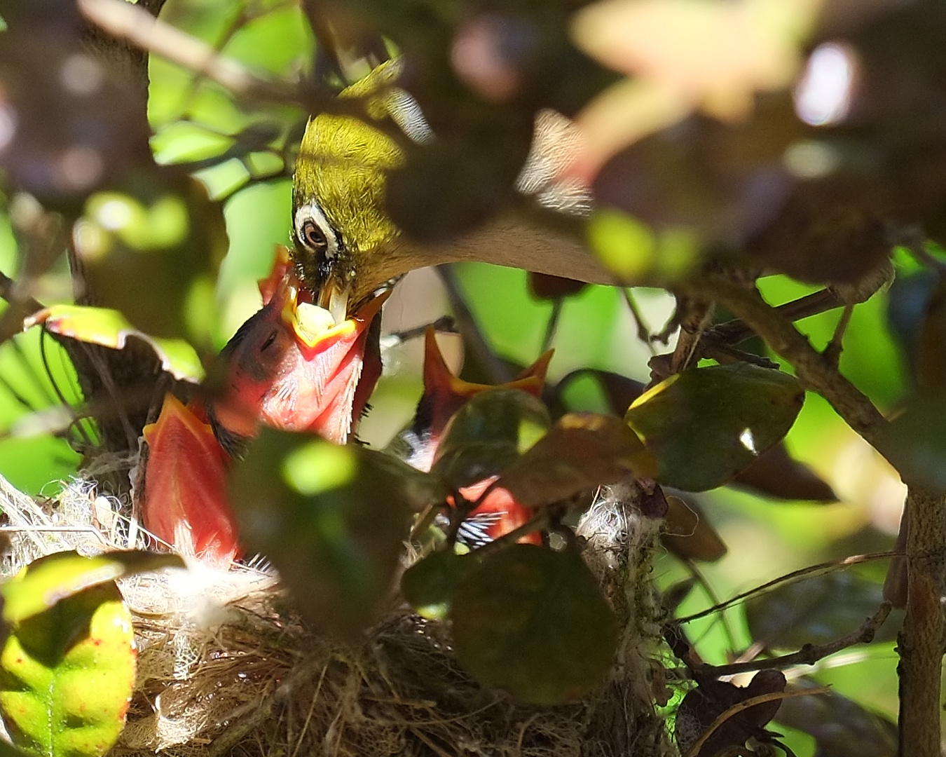 Silvereye feeding a freshly hatched chick in their nest