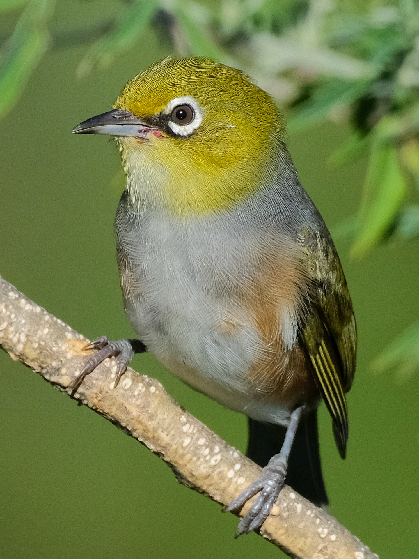 Silvereye perched on a branch at Nga Manu