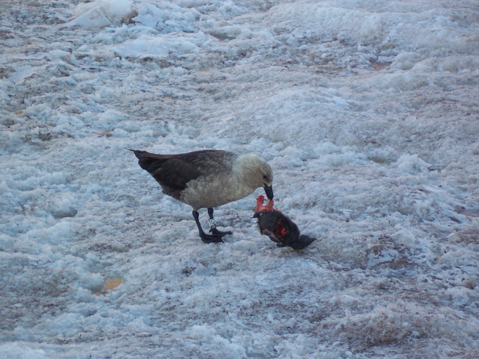 Skua se nourrissant d'une carcasse de poussin Adélie