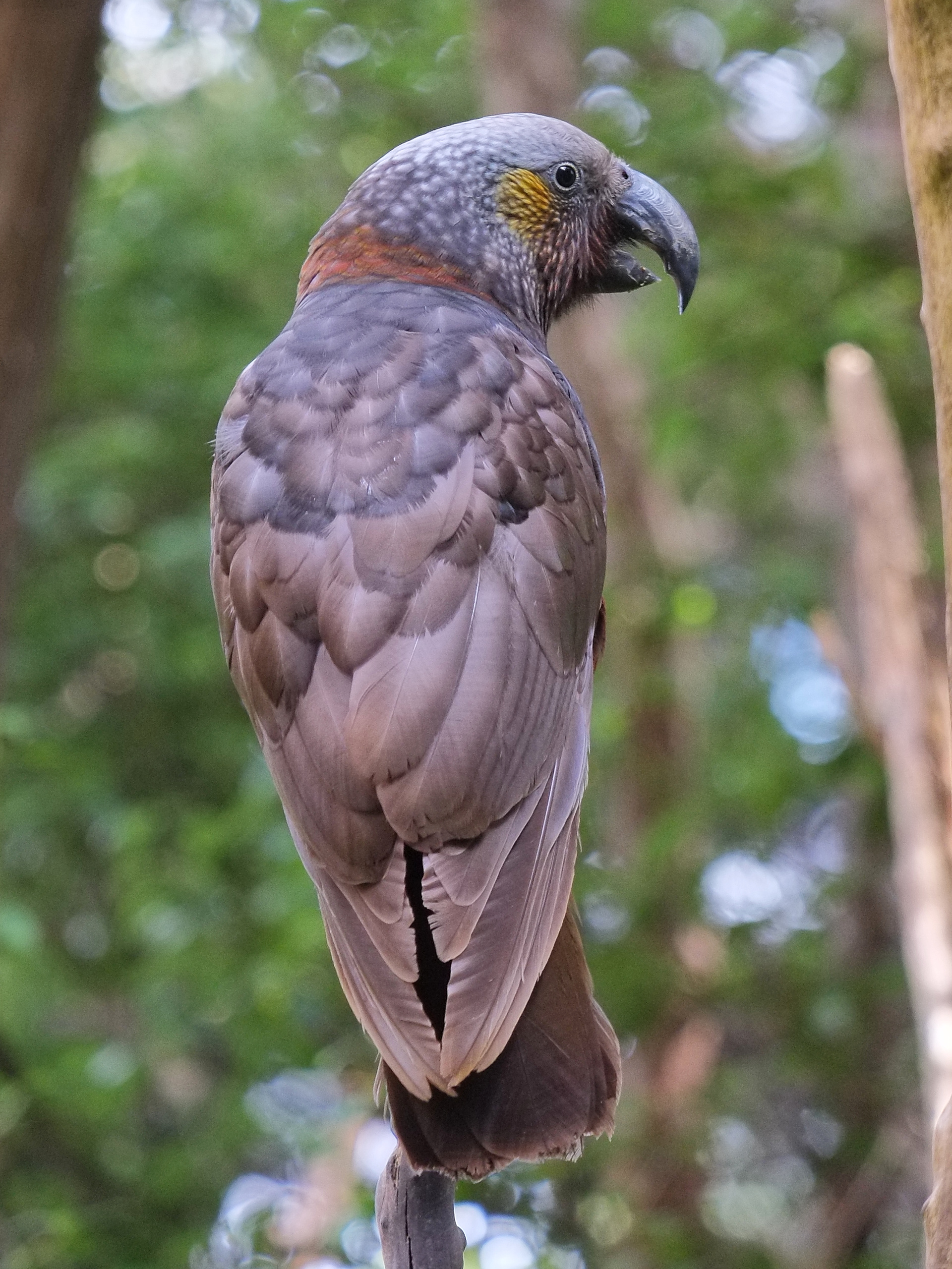 South Island Kaka perched atop a branch, looking back