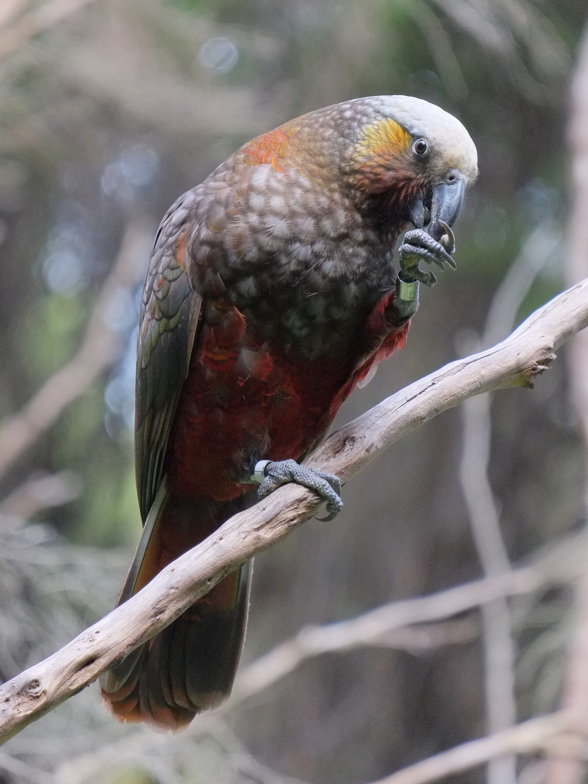 South Island Kaka perched on a branch, eating