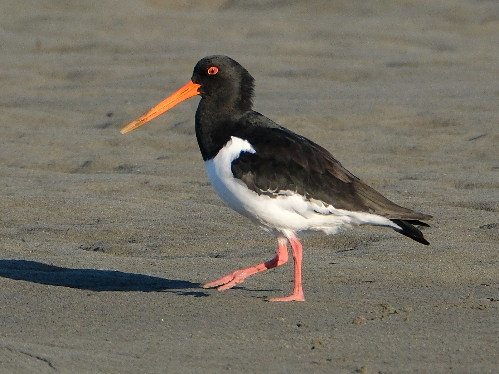 South Island Pied Oystercatcher walking on the sand