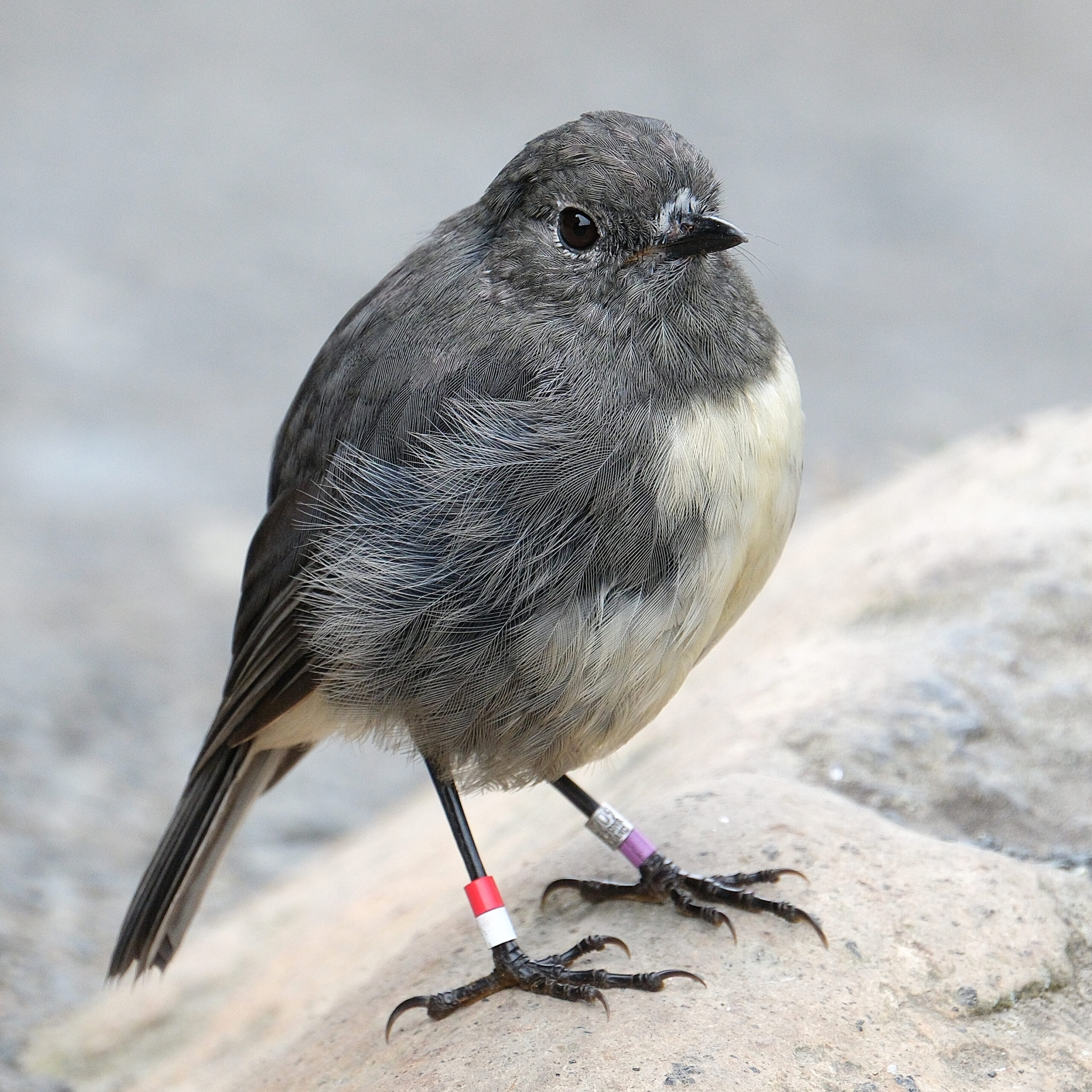 South Island Robin standing on a rock