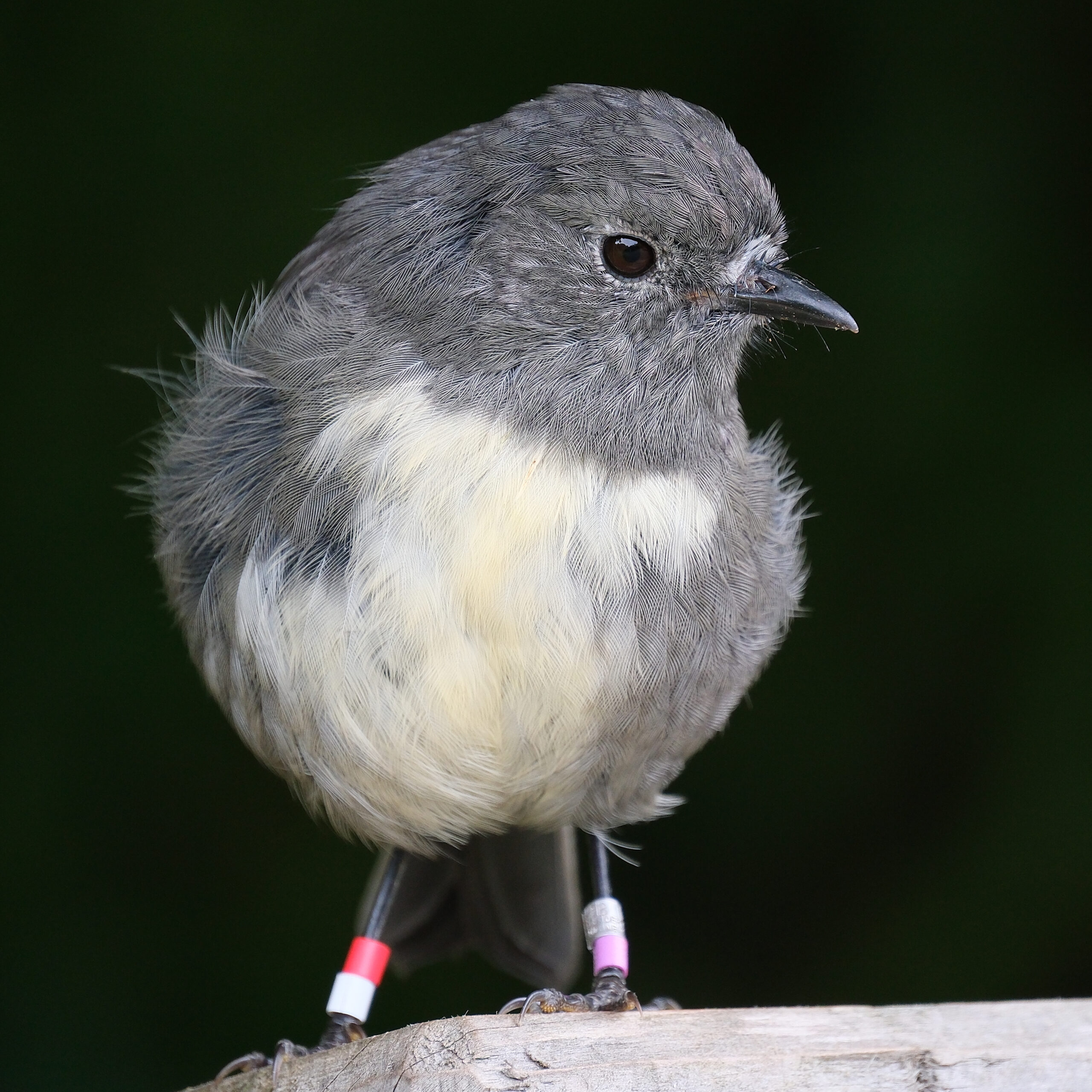 South Island Robin standing on timber