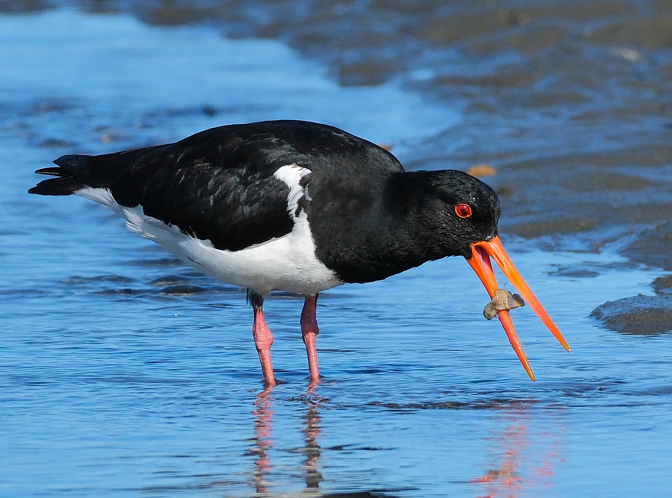 South Island pied oystercatcher standing in shallow water, eating